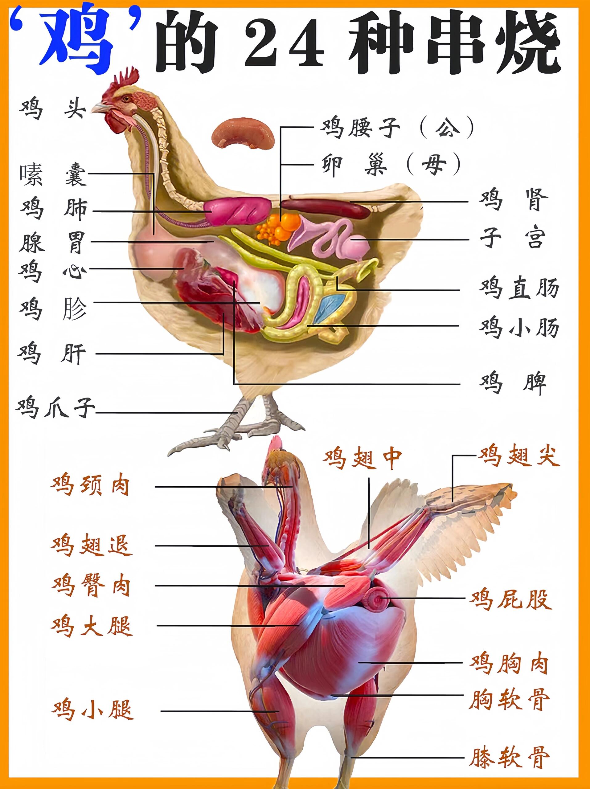 鸡的所有组成部分图片图片