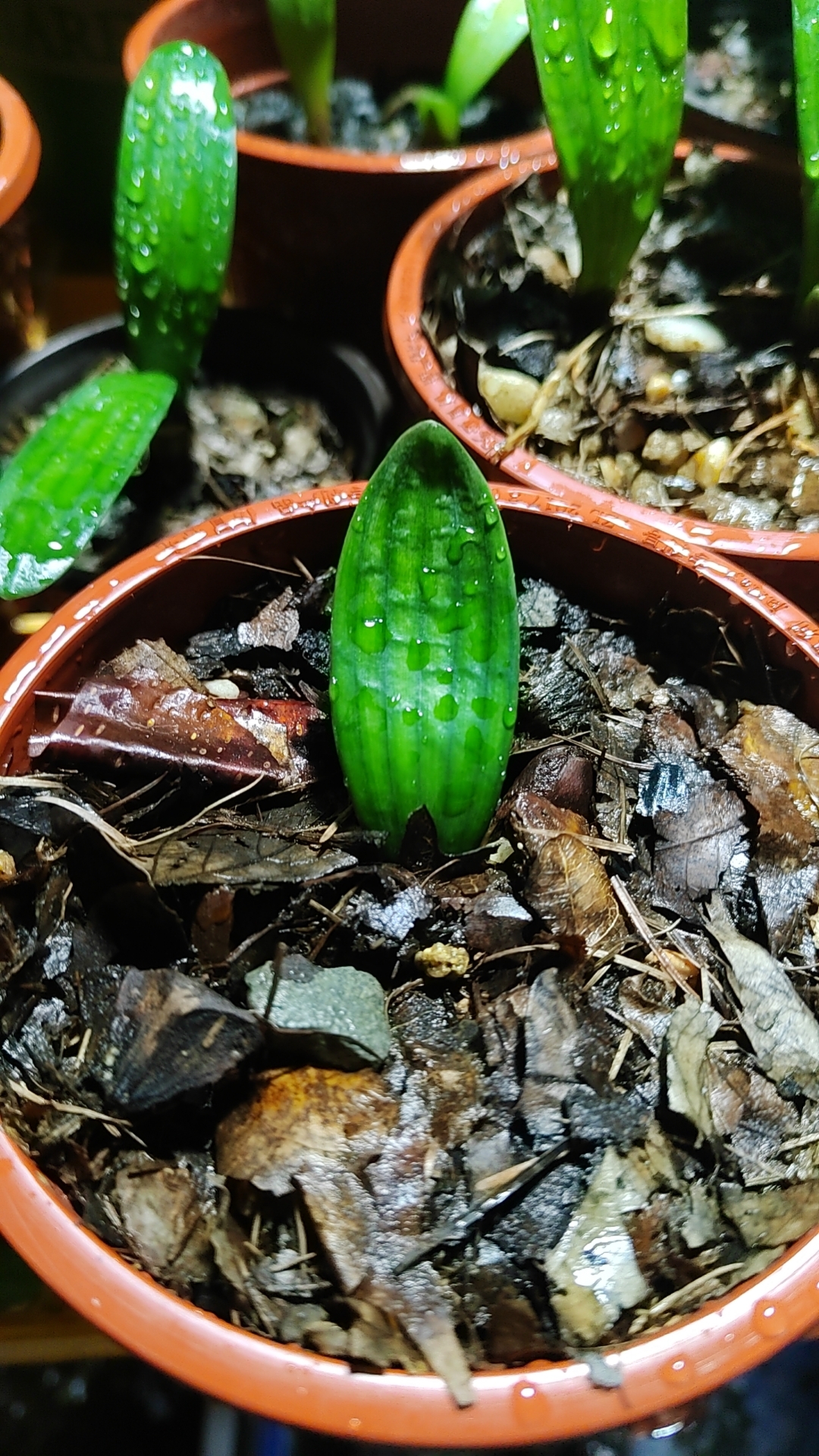 油腻腻的君子兰小苗,欢迎兰友们欣赏!