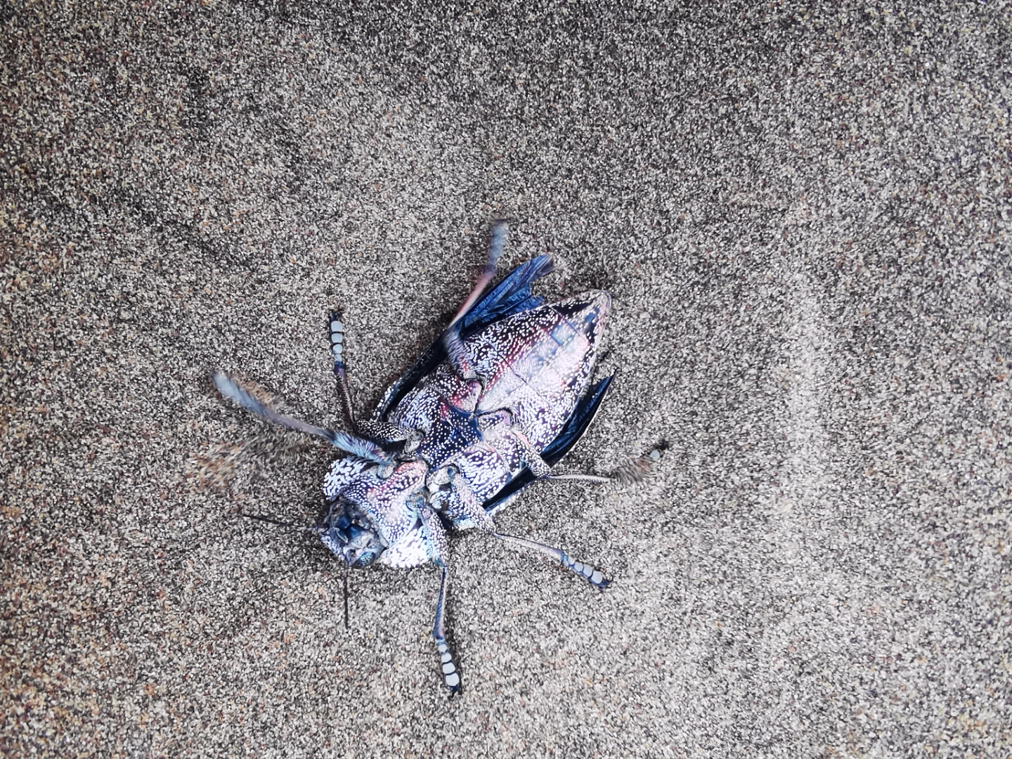 在沙漠意外发现一种昆虫,不知道她叫什么名字?求教大家