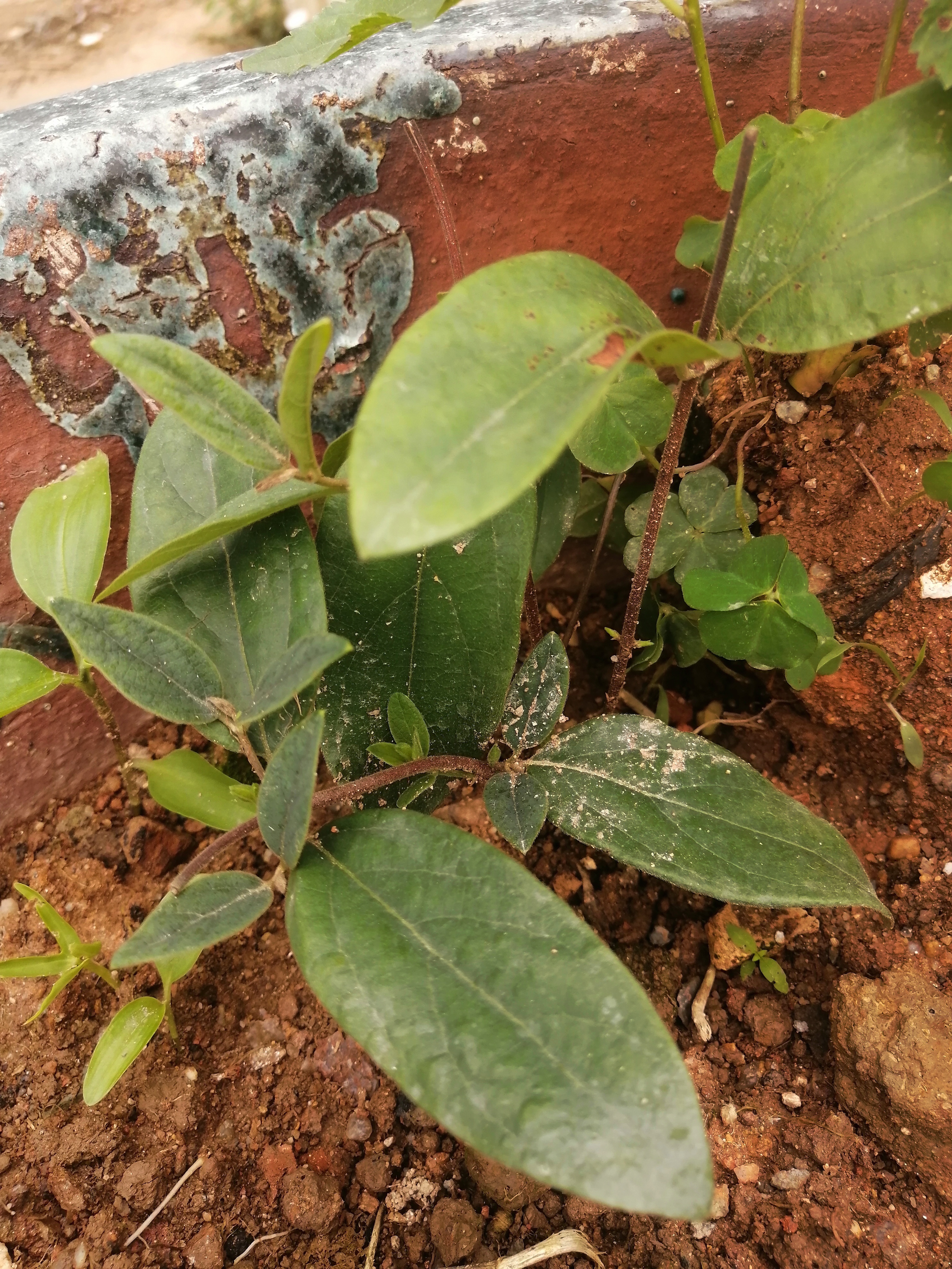 农村墙头屋角种植的金银花,一插就活,不用打理,当年扦插次年就开花.