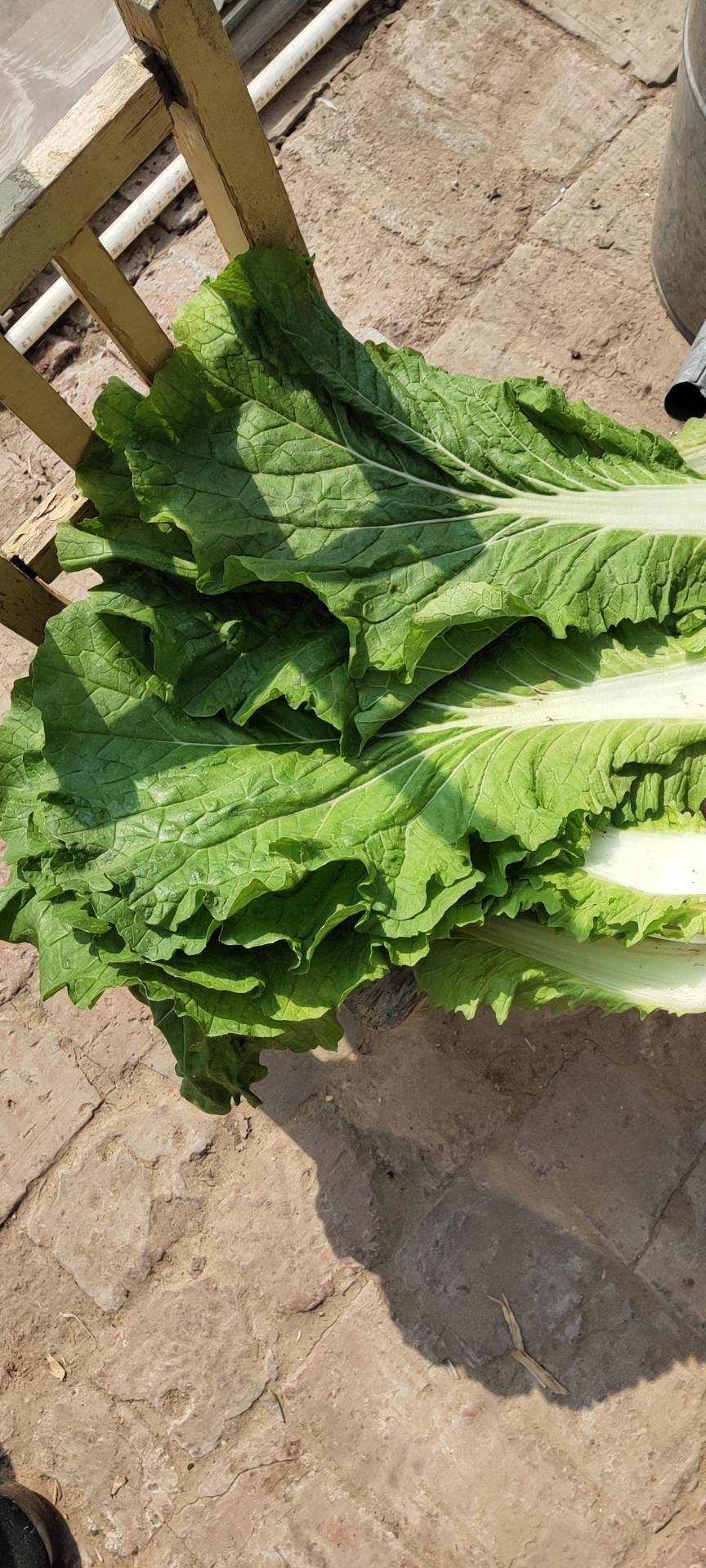 一提起大白菜叶,东北人就会和饭包联系在一起,是的,来北京多年,家乡的