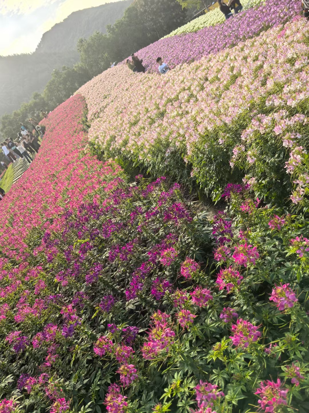 雒容千亩花海图片