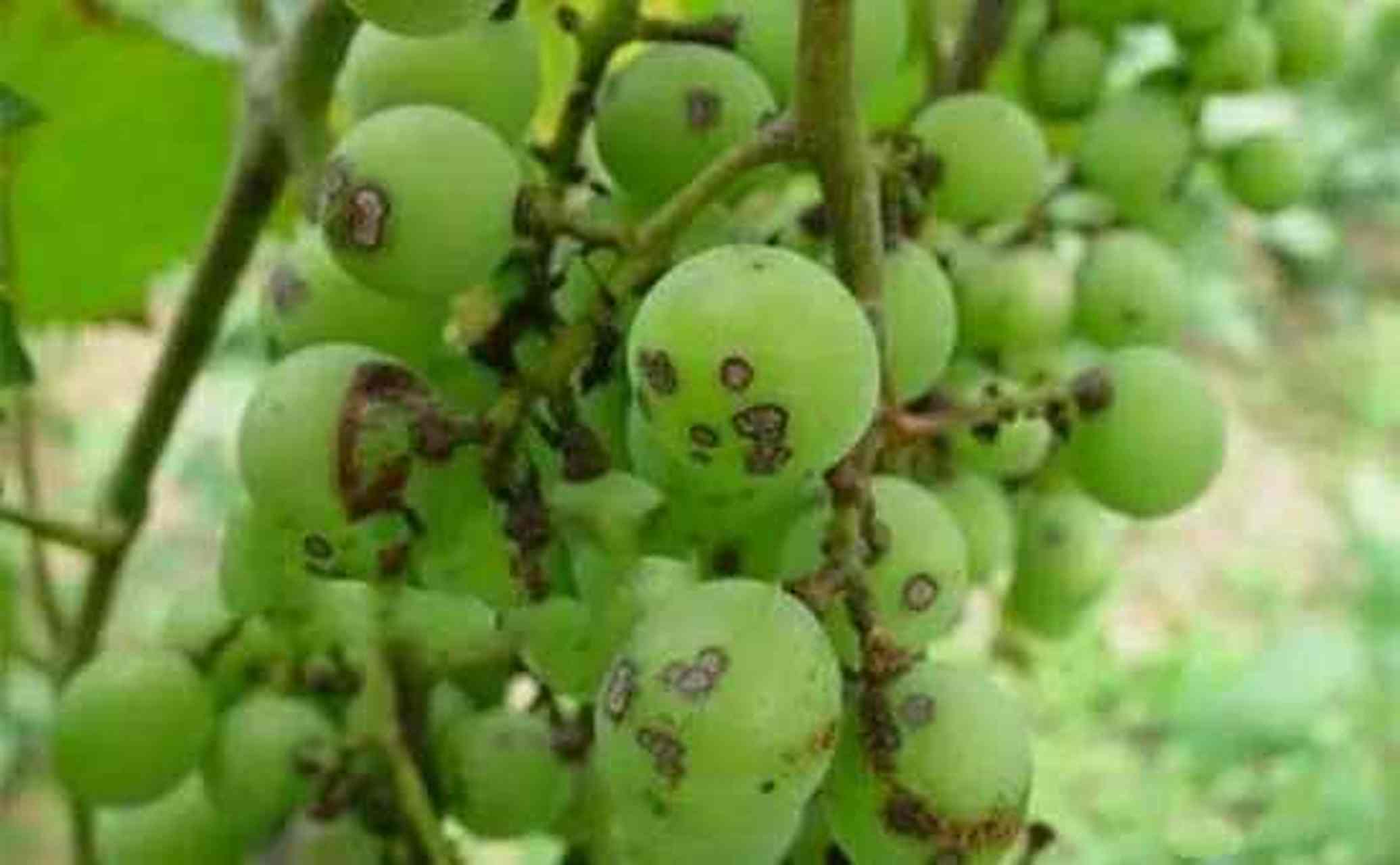 动态集结令# 葡萄黑痘病主要侵染叶片,果实,新梢等,叶片受害时多扭曲