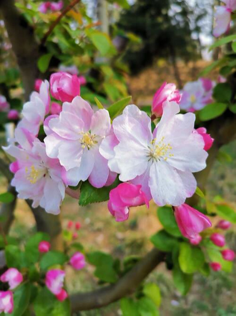 "西府海棠 花语是:单恋 美丽 娴静 西府海棠还有寓意女子性格娴静的