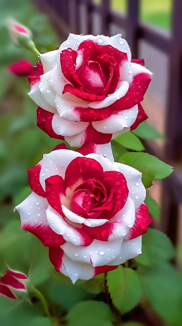 双生玫瑰,美丽的花一定要分享给你.