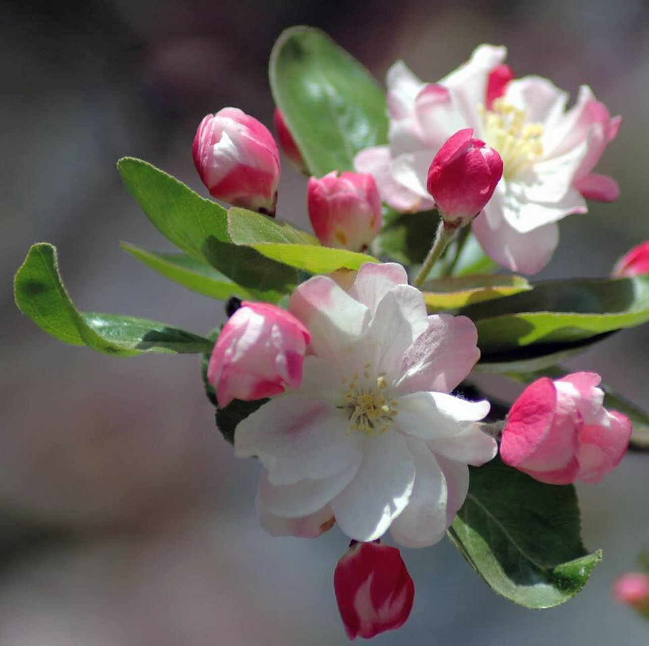"西府海棠 花语是:单恋 美丽 娴静 西府海棠还有寓意女子性格娴静的