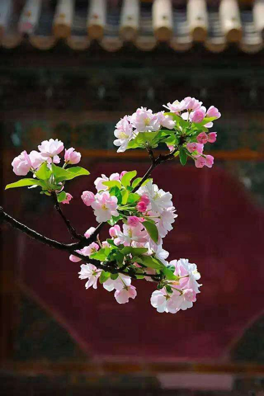"西府海棠 花语是:单恋 美丽 娴静 西府海棠还有寓意女子性格娴静的