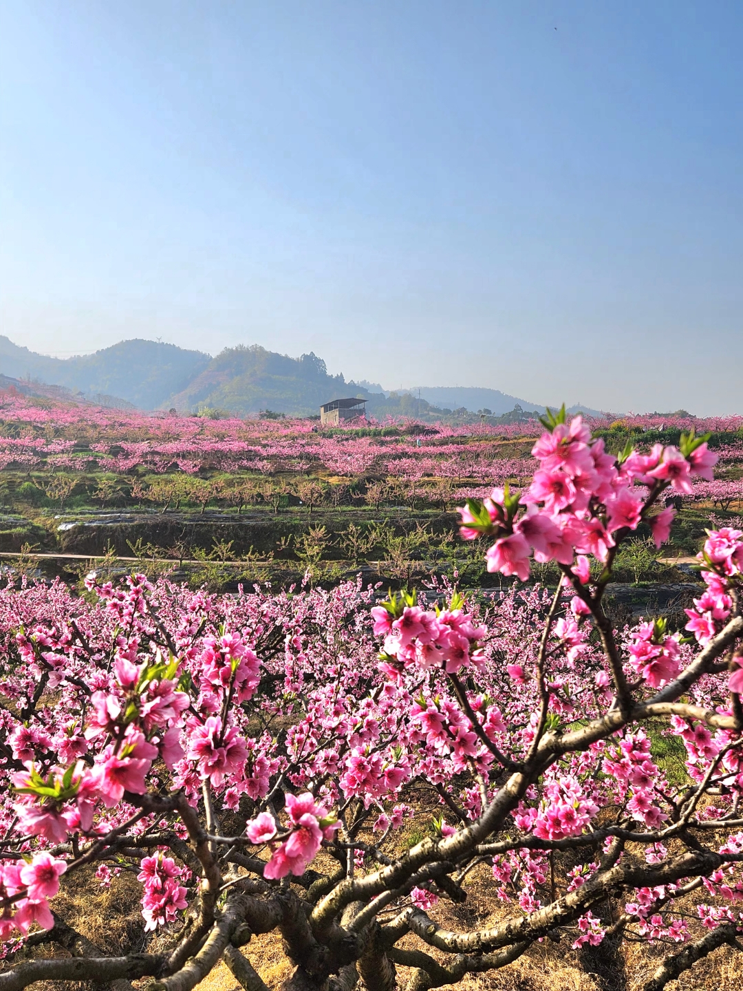 桃花故里 桃林十里绽芳华, 山野田畴一抹霞