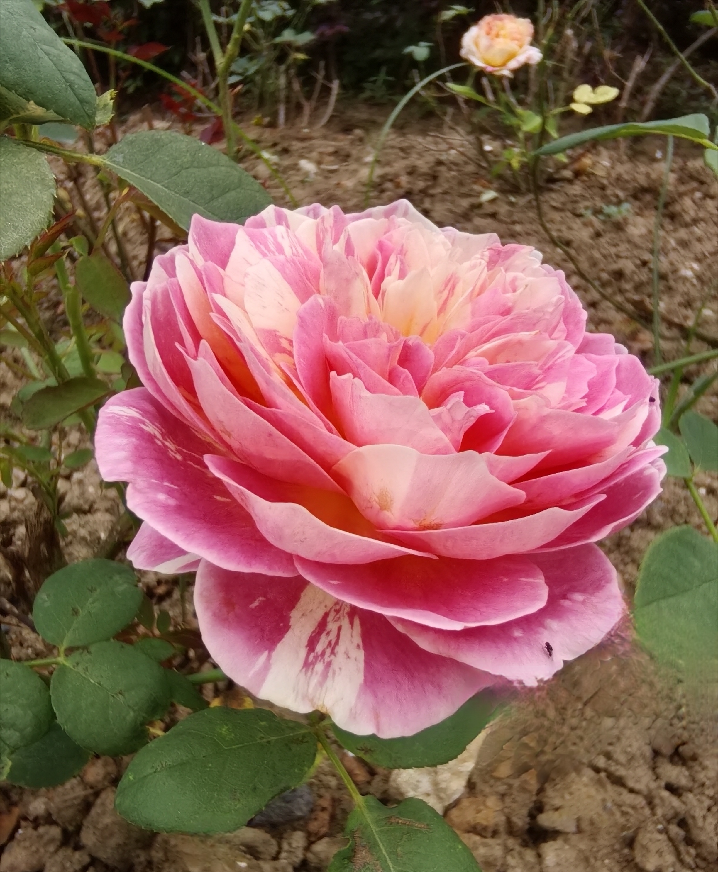 "咏月季花"  数枝新蕾数枝萎,新香妩媚旧香微.