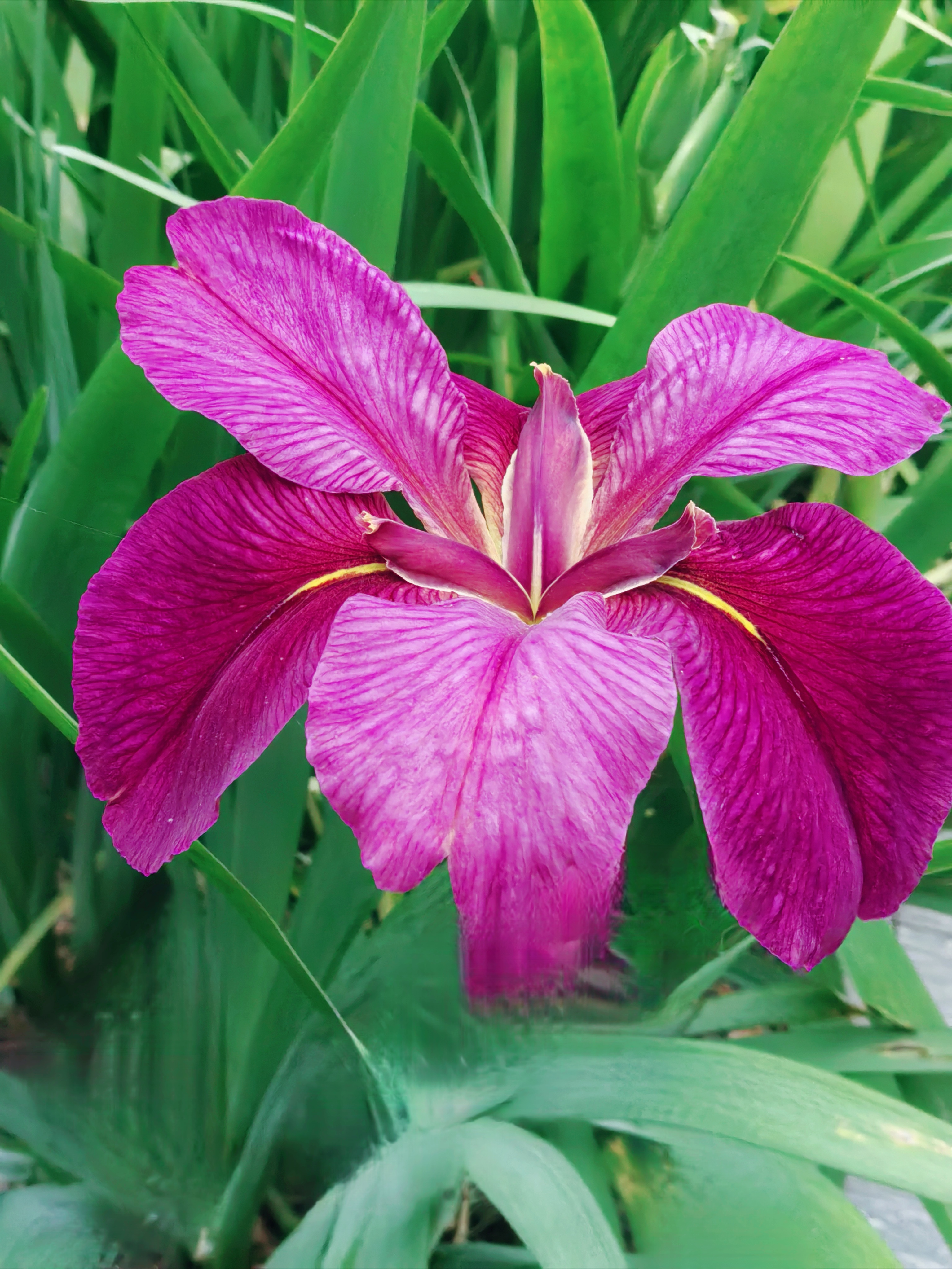 春甸水边玉蝉花,花形优美形态佳. 佳影袅袅风中洒,洒出菖蒲满头华.