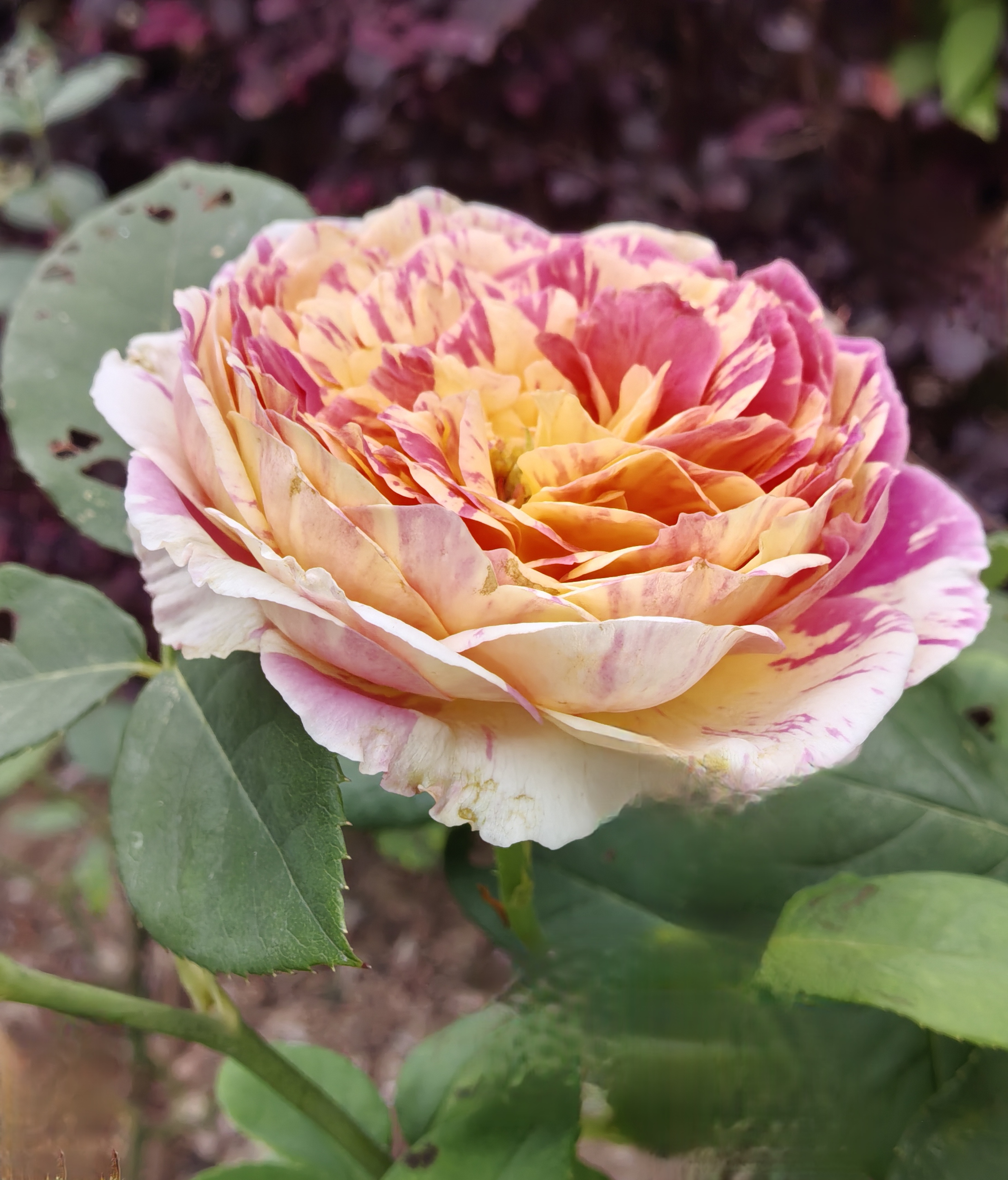 "咏月季花"  数枝新蕾数枝萎,新香妩媚旧香微.