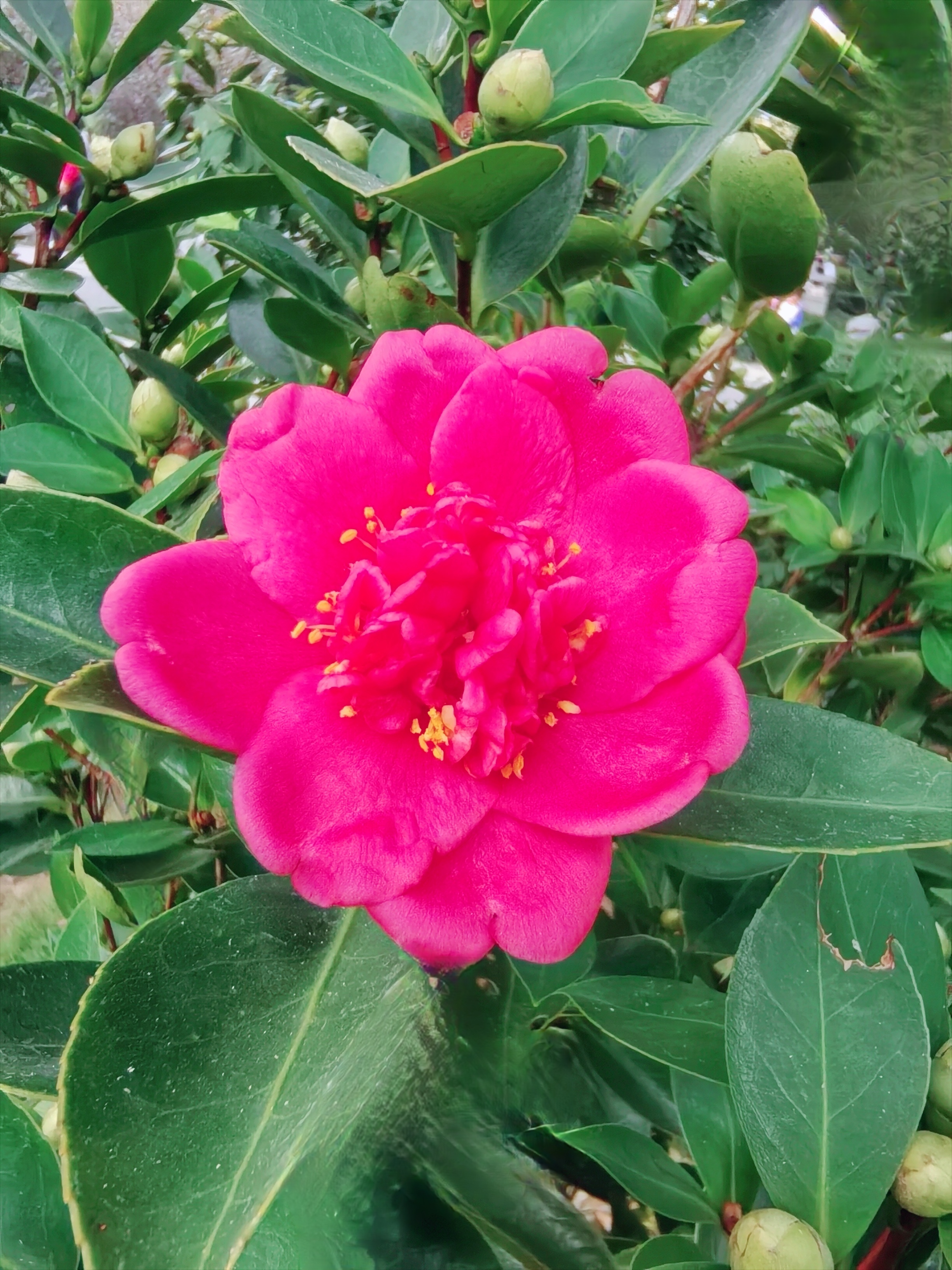 《茶花》 在冬日的冷寂里 茶花悄然绽放 如一团团燃烧的火焰 点亮恢凉