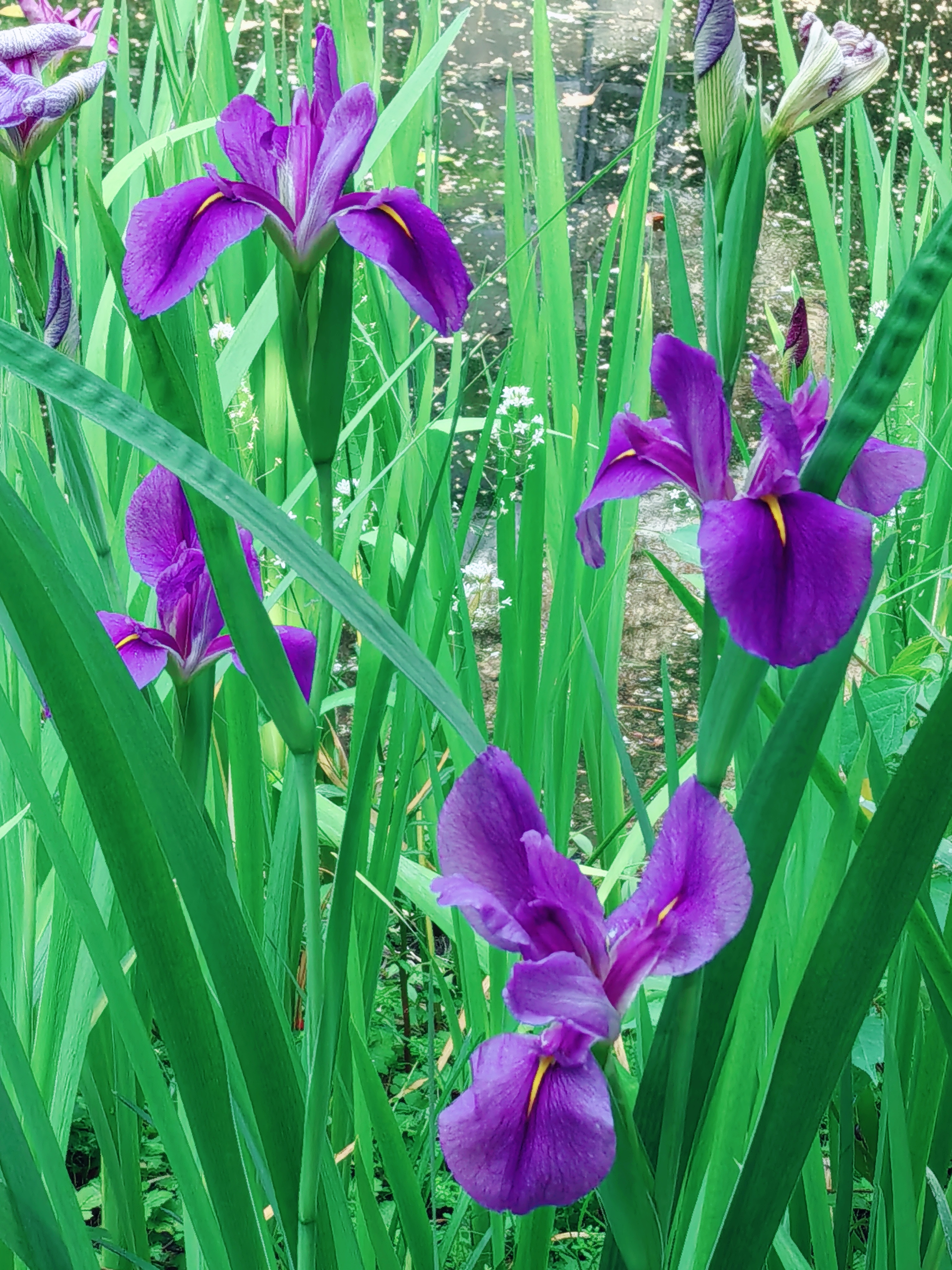春甸水边玉蝉花,花形优美形态佳. 佳影袅袅风中洒,洒出菖蒲满头华.