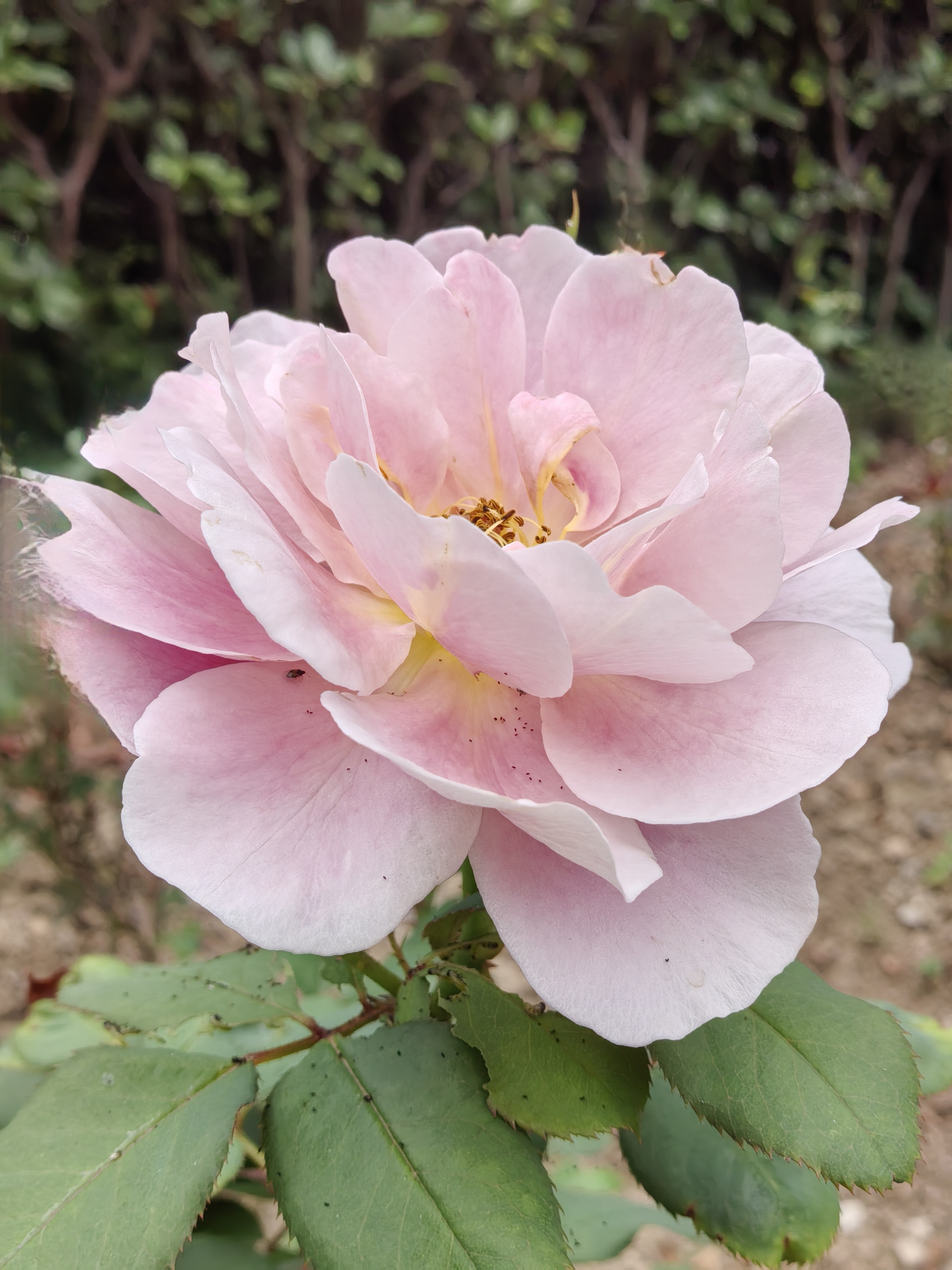 "咏月季花"  数枝新蕾数枝萎,新香妩媚旧香微.