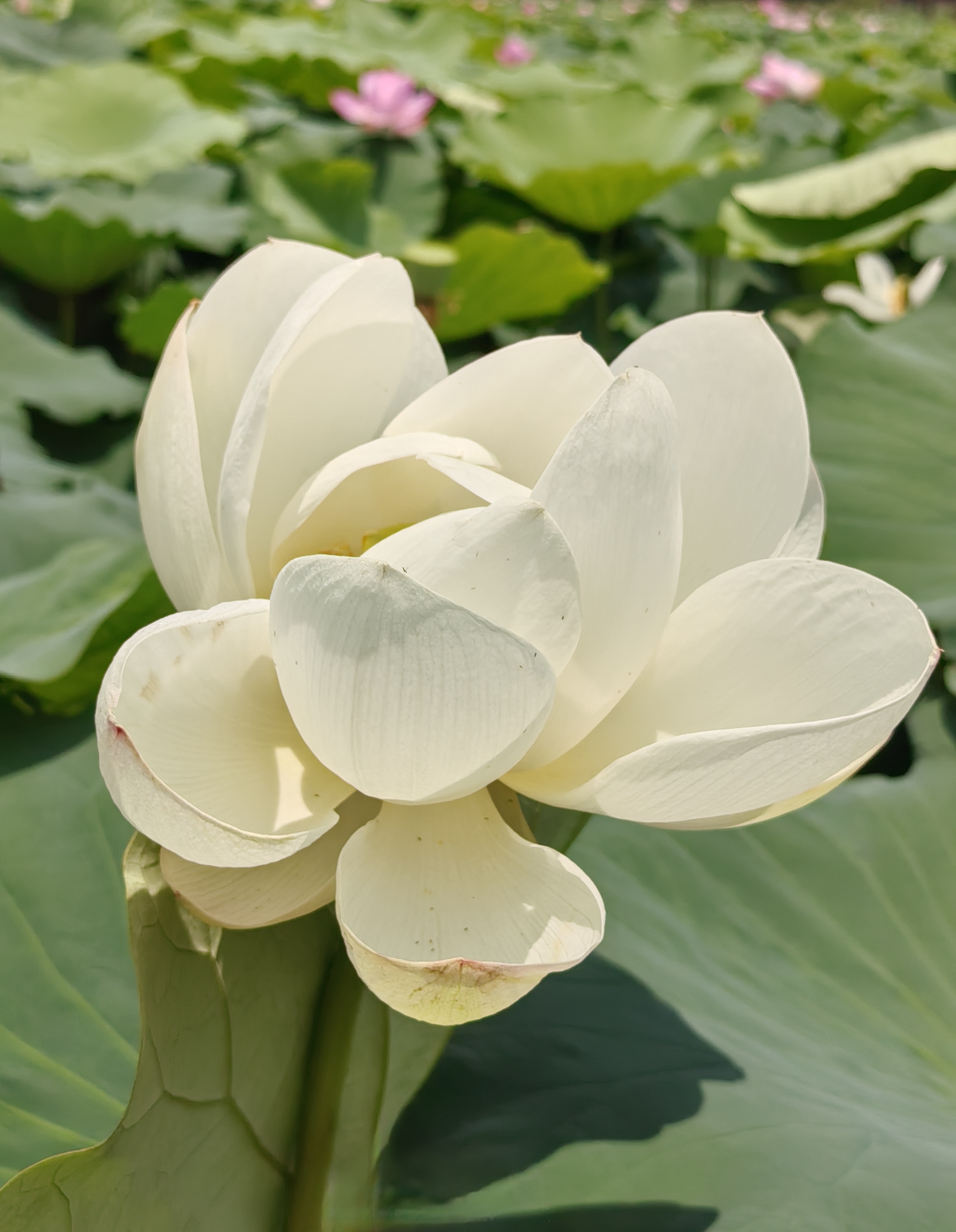 《咏白荷花》  翠伞白衫风雅甚,冰蟾钦慕样形成.