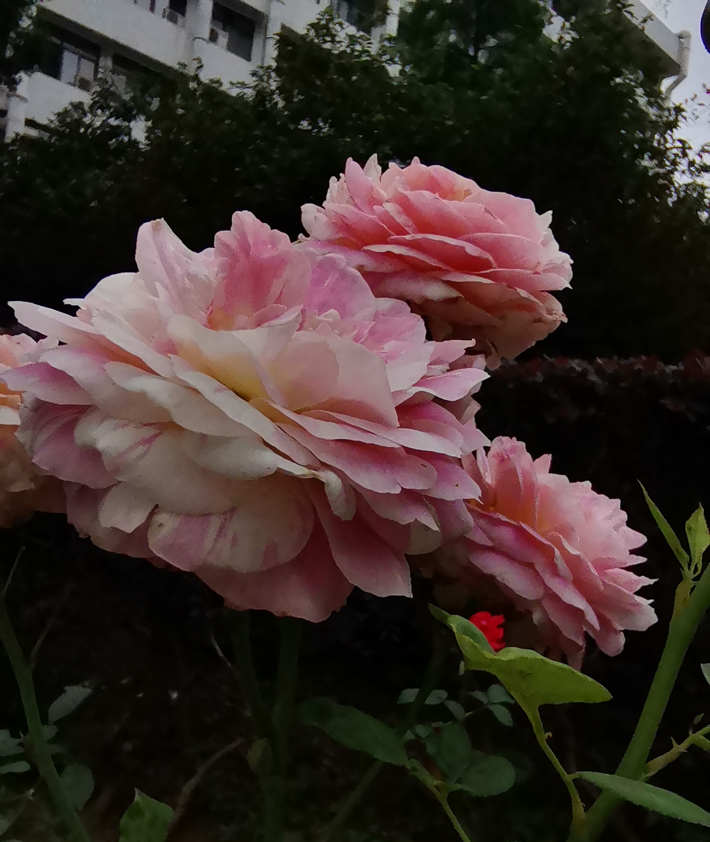 "咏月季花"  数枝新蕾数枝萎,新香妩媚旧香微.