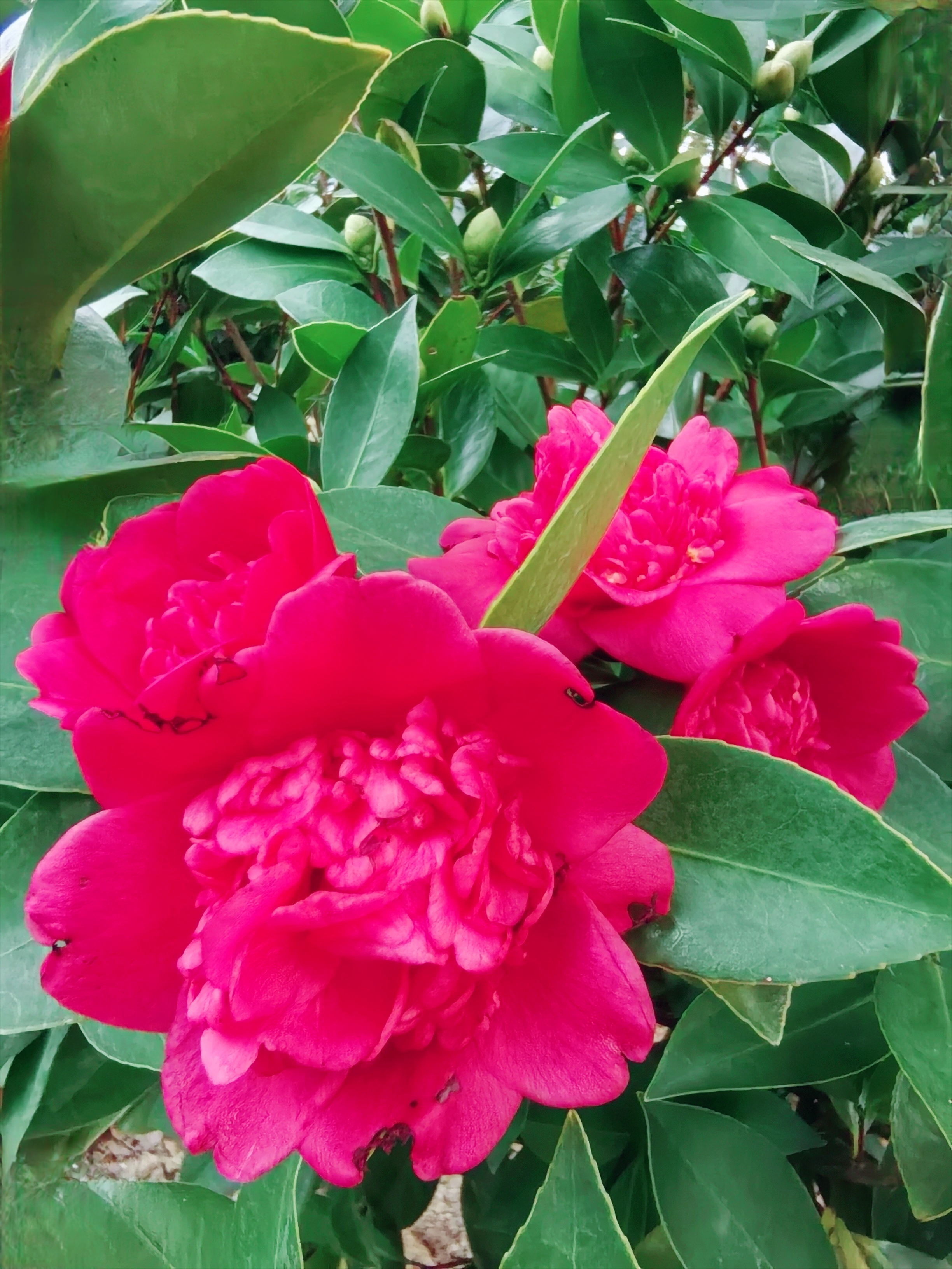 《茶花》 在冬日的冷寂里 茶花悄然绽放 如一团团燃烧的火焰 点亮恢凉