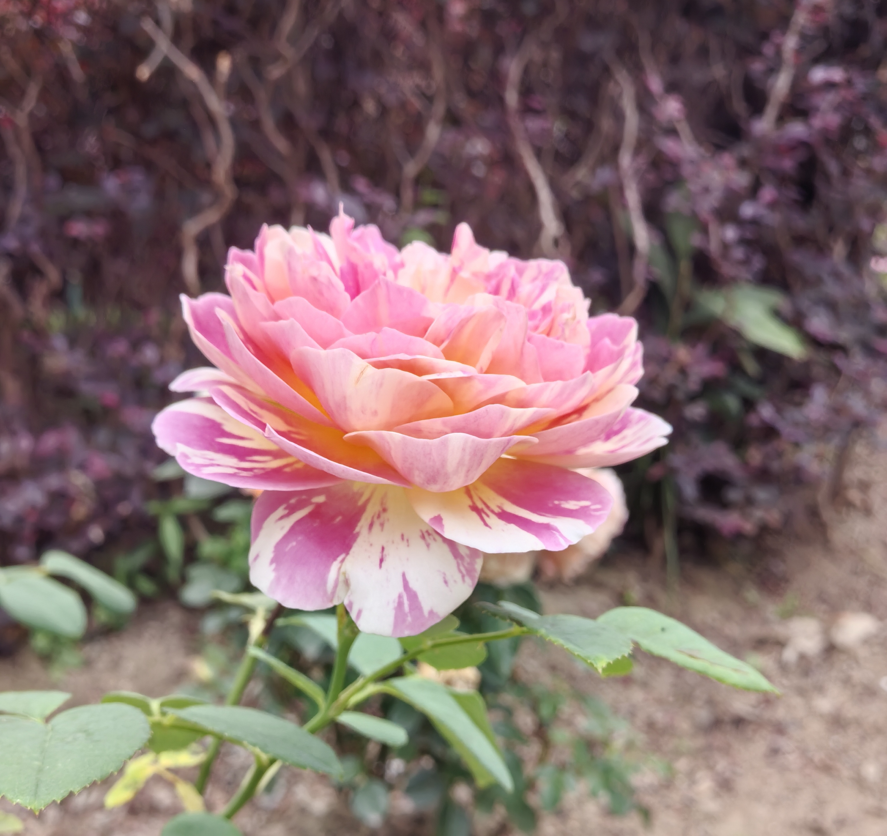 "咏月季花"  数枝新蕾数枝萎,新香妩媚旧香微.