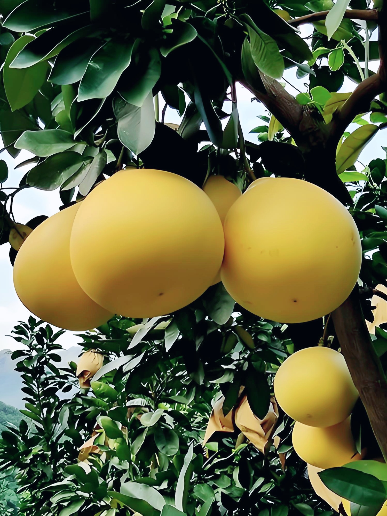 《柚子》 柚子,是秋带来的厚礼 悬挂枝头沉甸甸的 白天,像颗颗饱满的