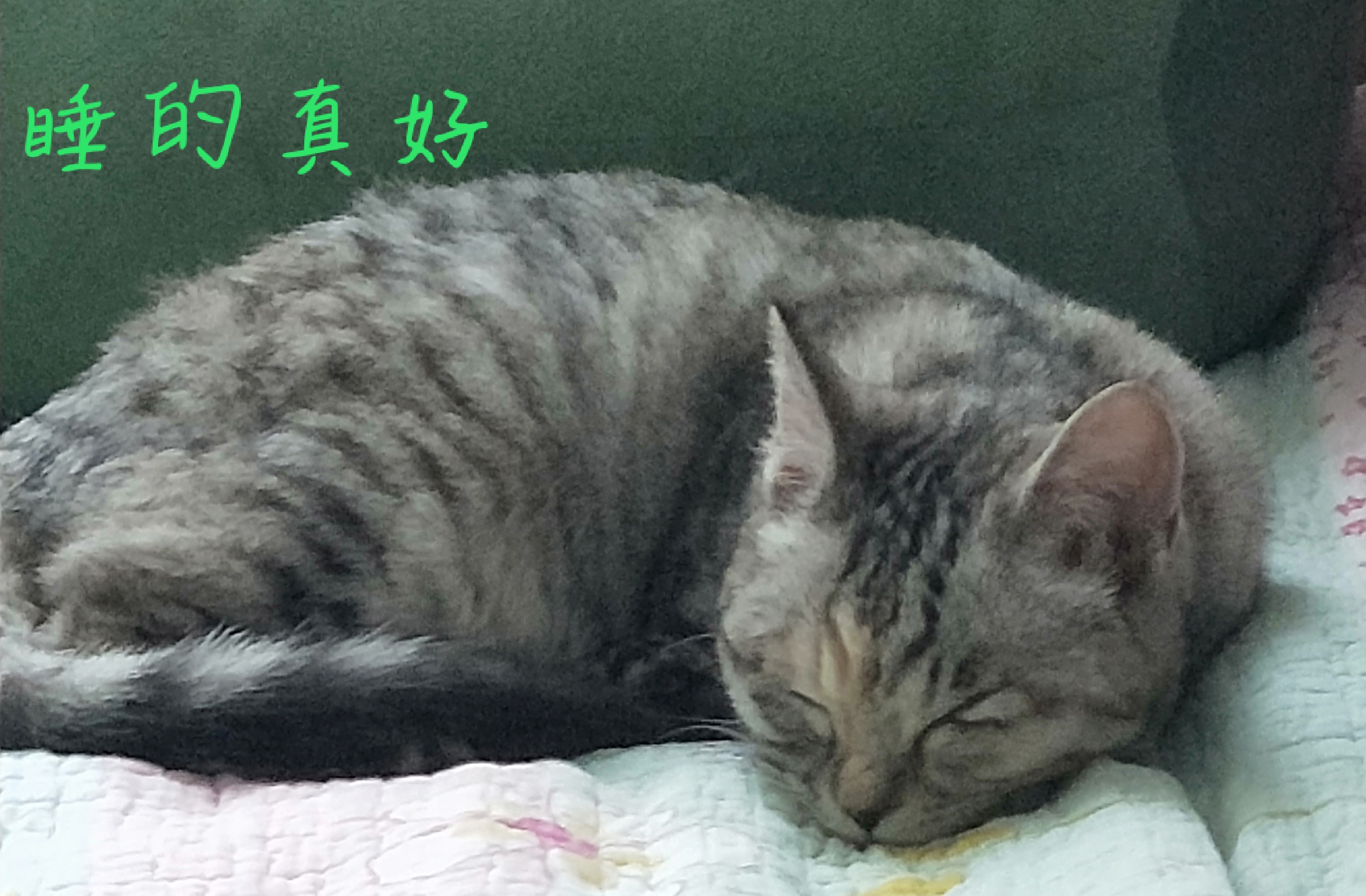 猫猫表情包