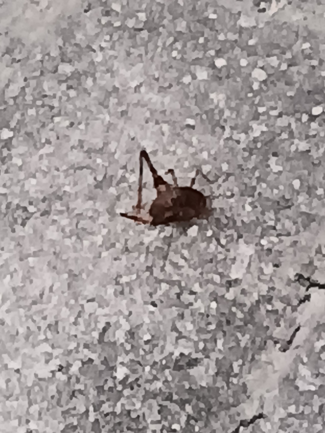 不懂就问,这是什么虫子,会蹦,像枯树叶!