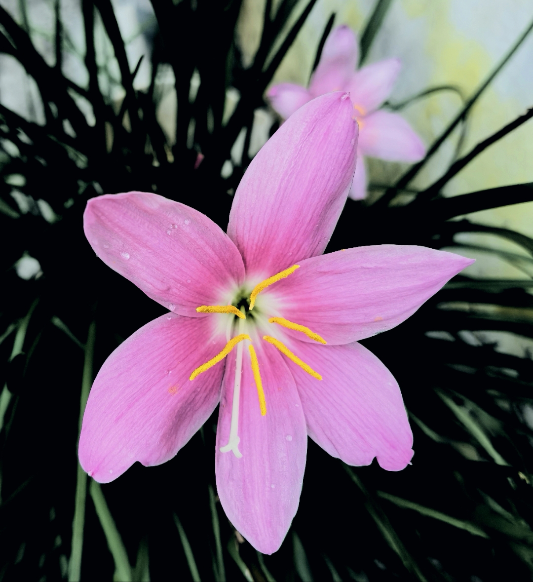 又叫风雨花,植物预测天气雨晴,称之为知风知雨之花
