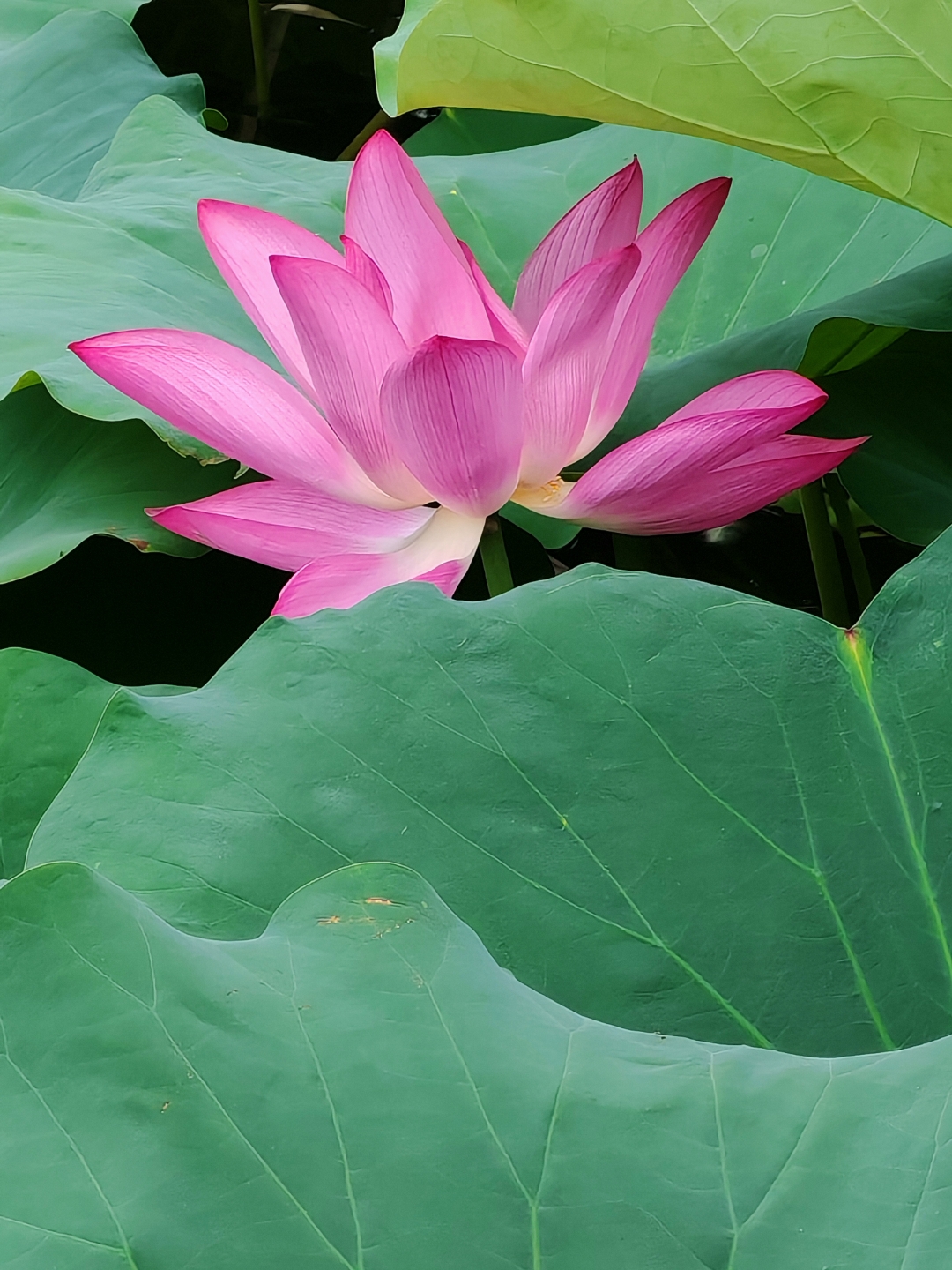 哇,这粉色的莲花美翻了!