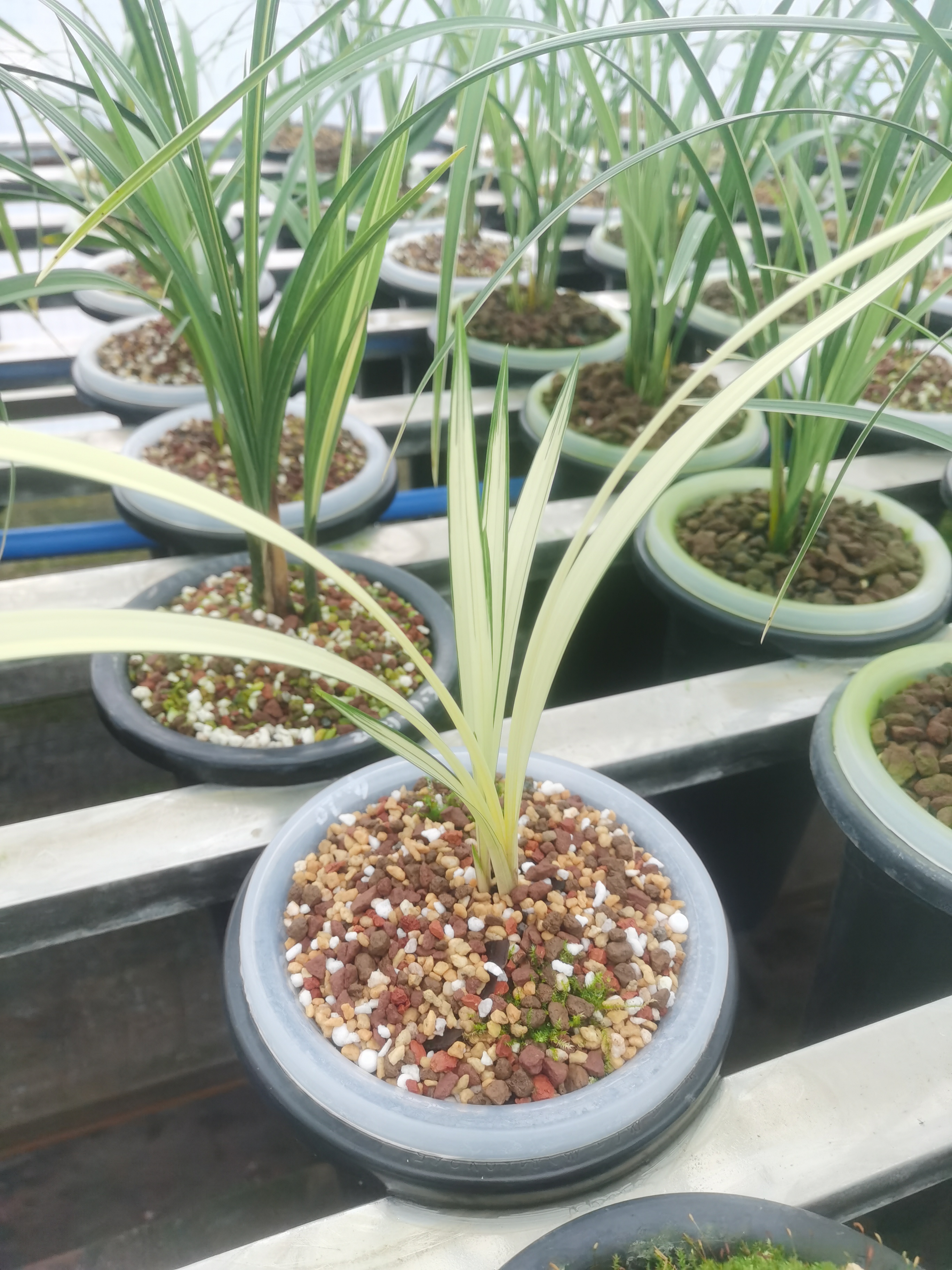 中国植物学会宣布:兰花家族又添新成员  中国植物学在四川野生兰调研