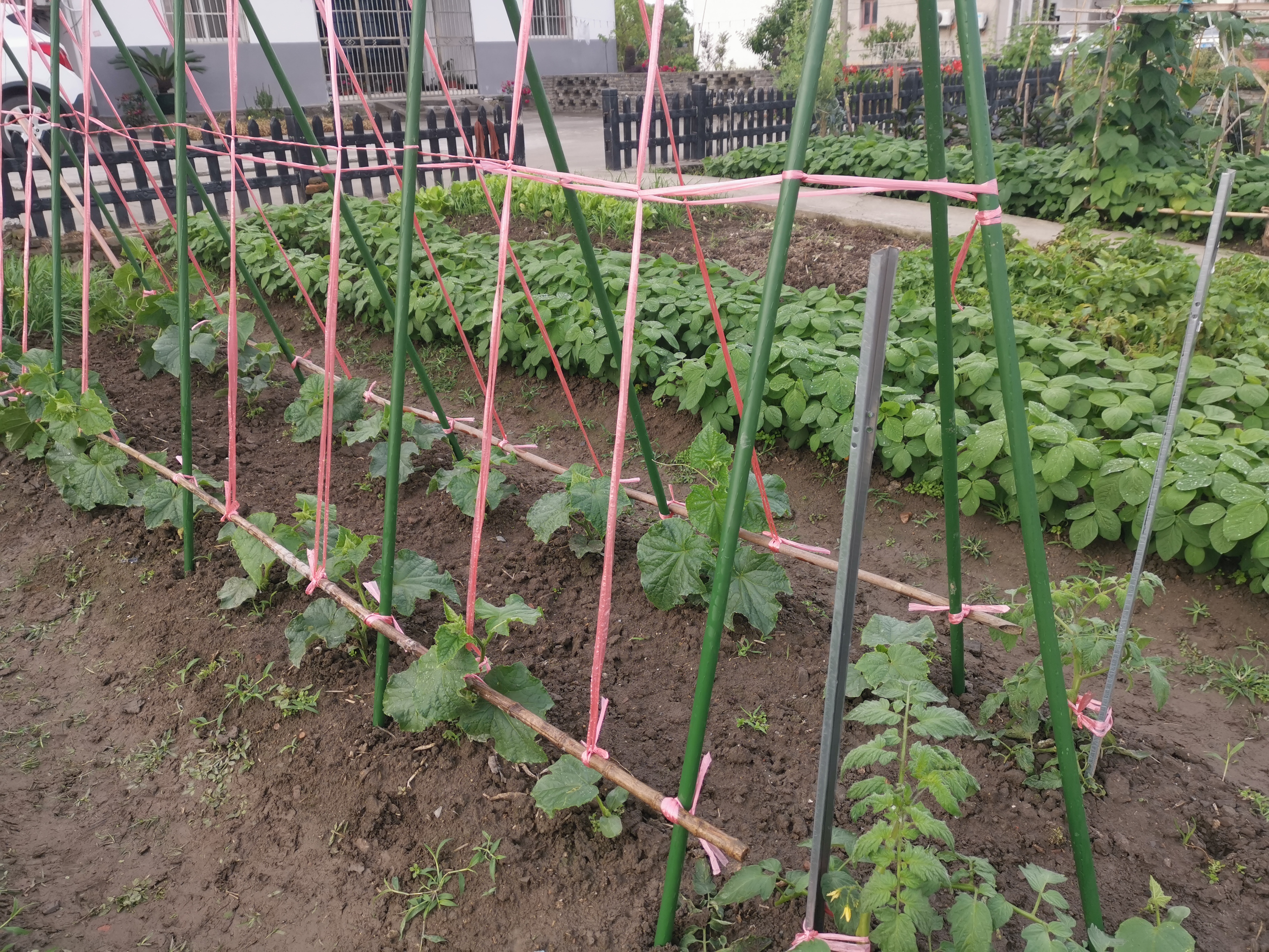 从两瓣叶子到四瓣五瓣,并且长出了须须,是时候给黄瓜搭架子了