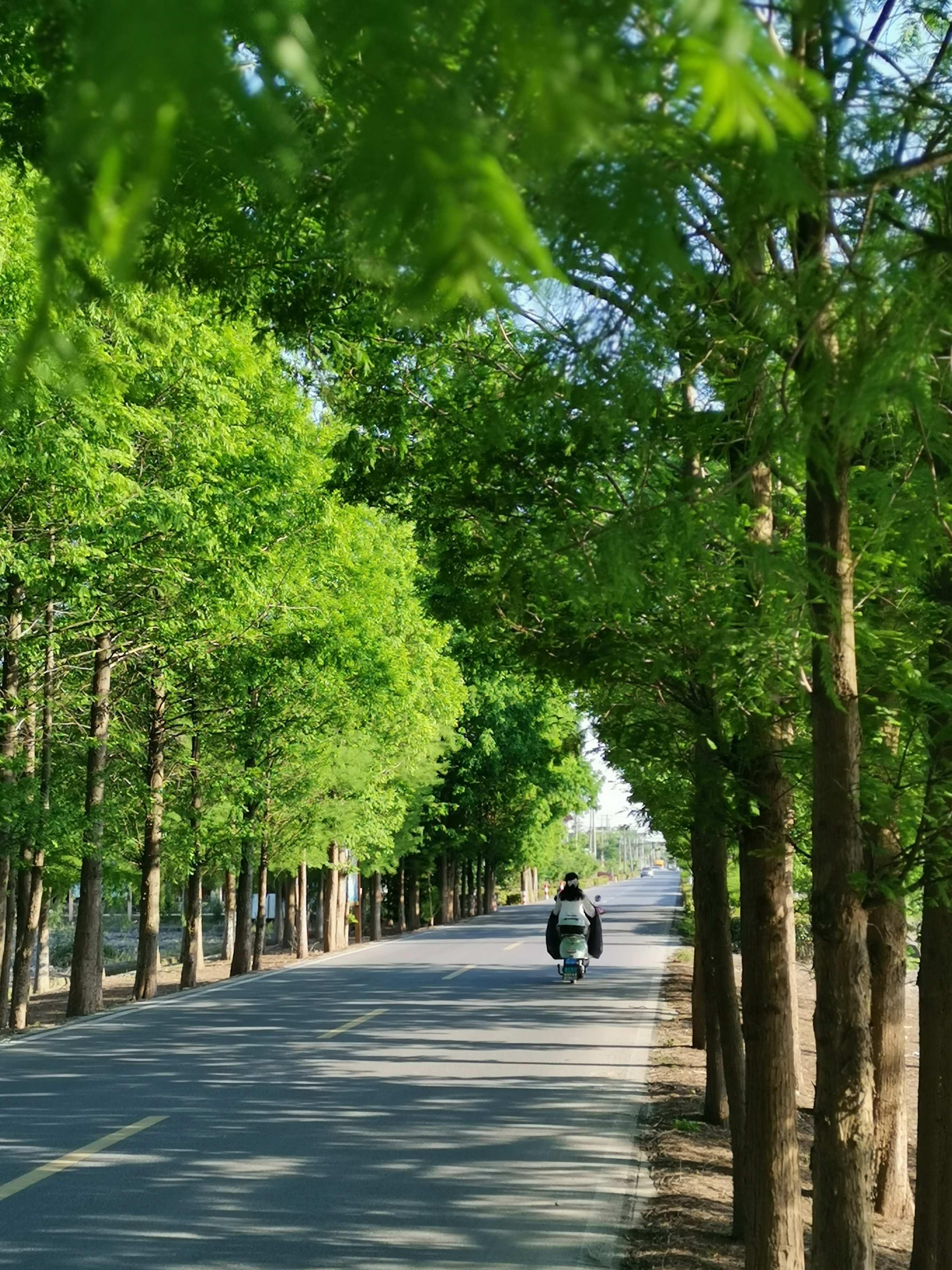 两边都是树的路图片图片