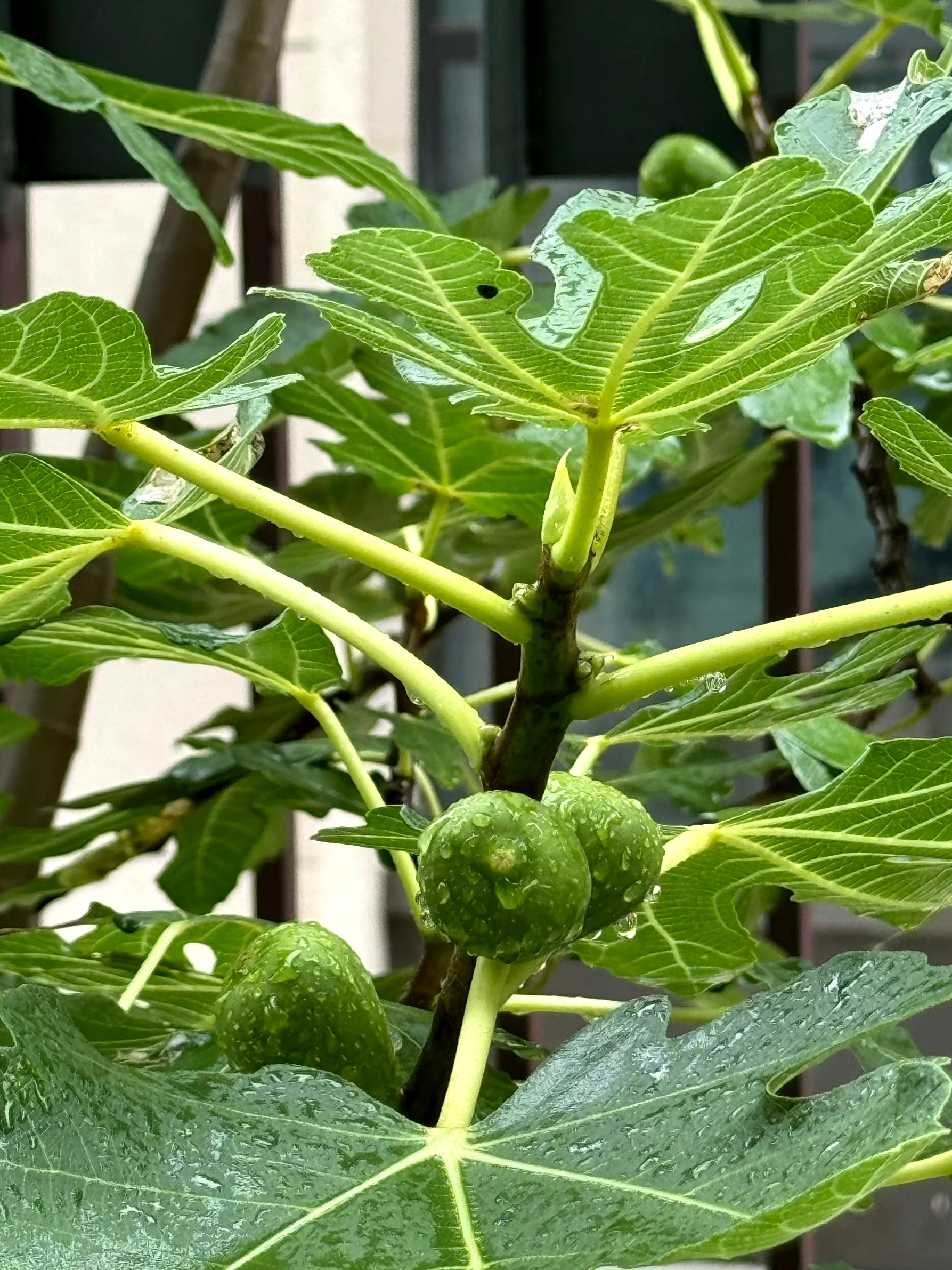 无花果图植株图片