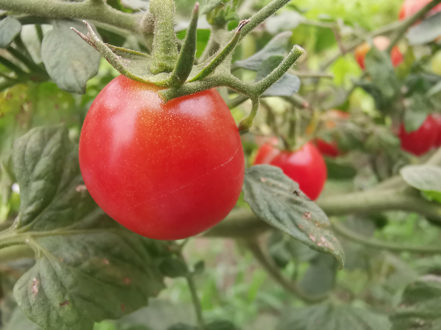 所有的努力没有白费, 小番茄两三天就要采摘一次, 迟了就裂开, 引来