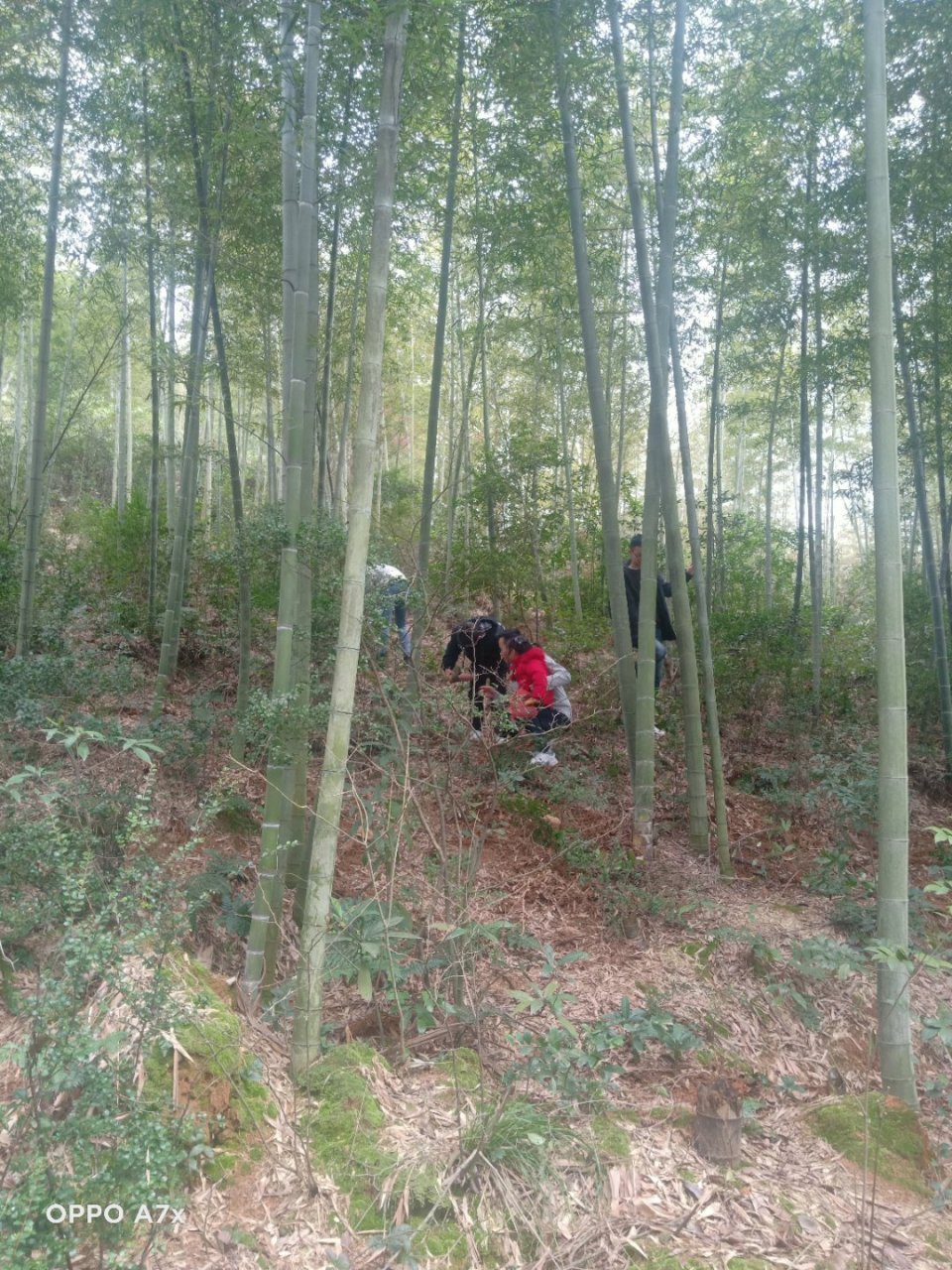 墙上芦苇,山中竹笋图片