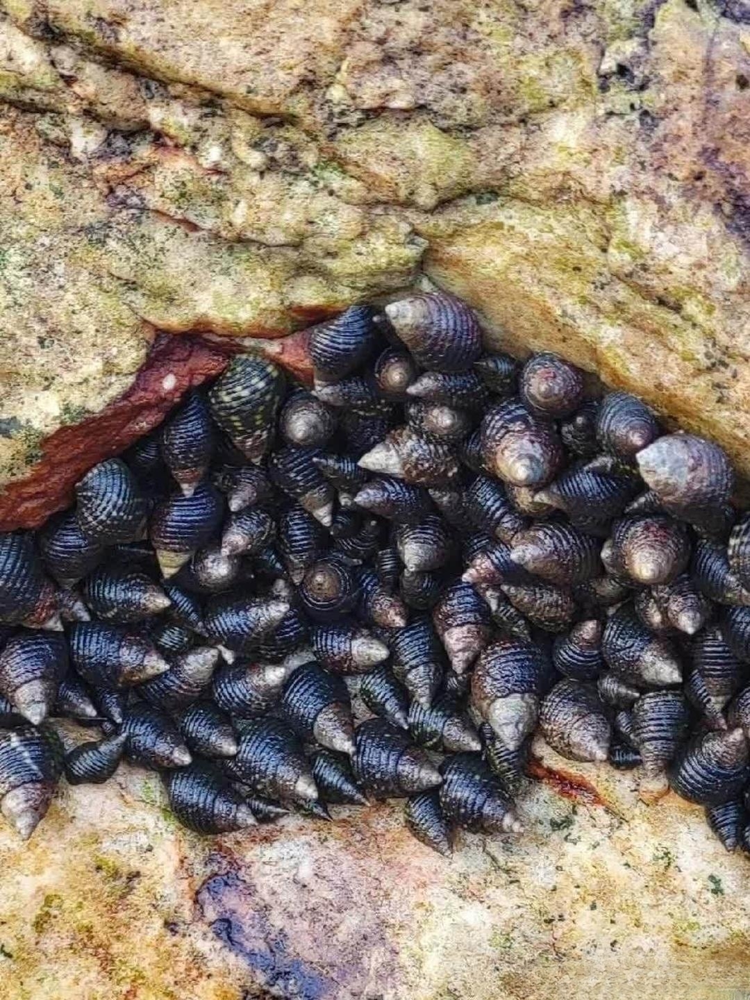 岩石上遇到密密麻麻的螺群,知道海边物产有多丰富,随便找一块石头上都