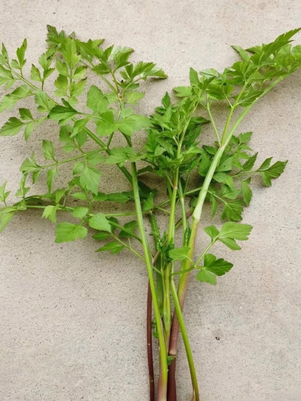 我非常好奇,这是什么菜,叶子绿绿的嫩嫩的,长的像香菜,又像芹菜,我还