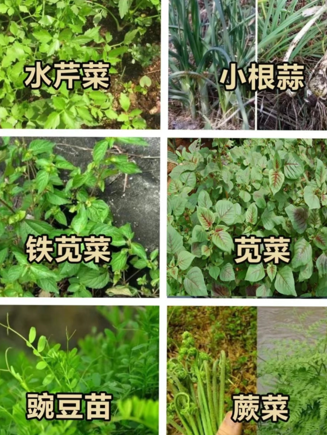 野菜种植技术(野菜种子大全四季种植)