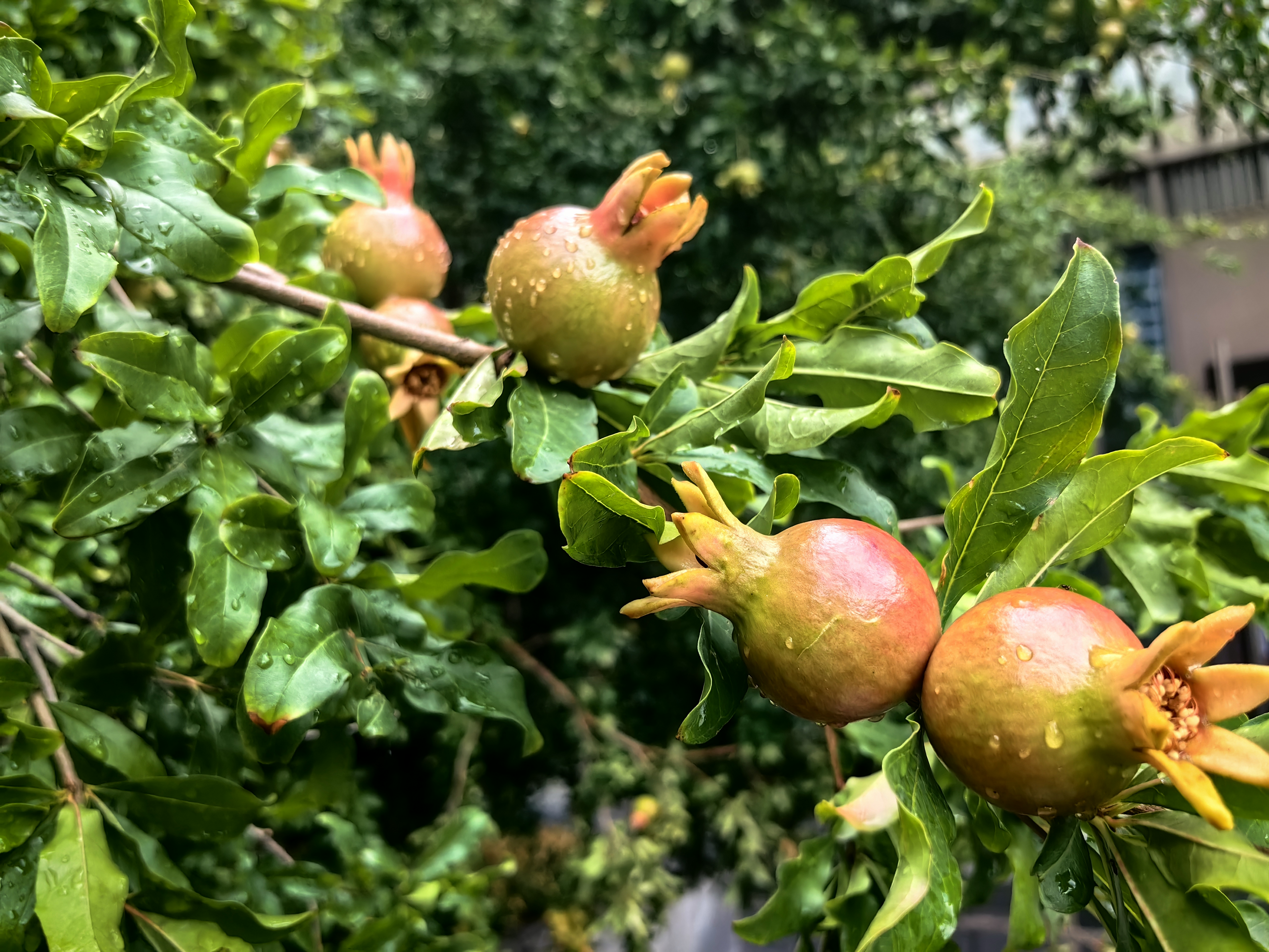石榴是千屈菜科石榴属落叶灌木或乔木,一般植株高3-5米,少数可达到10