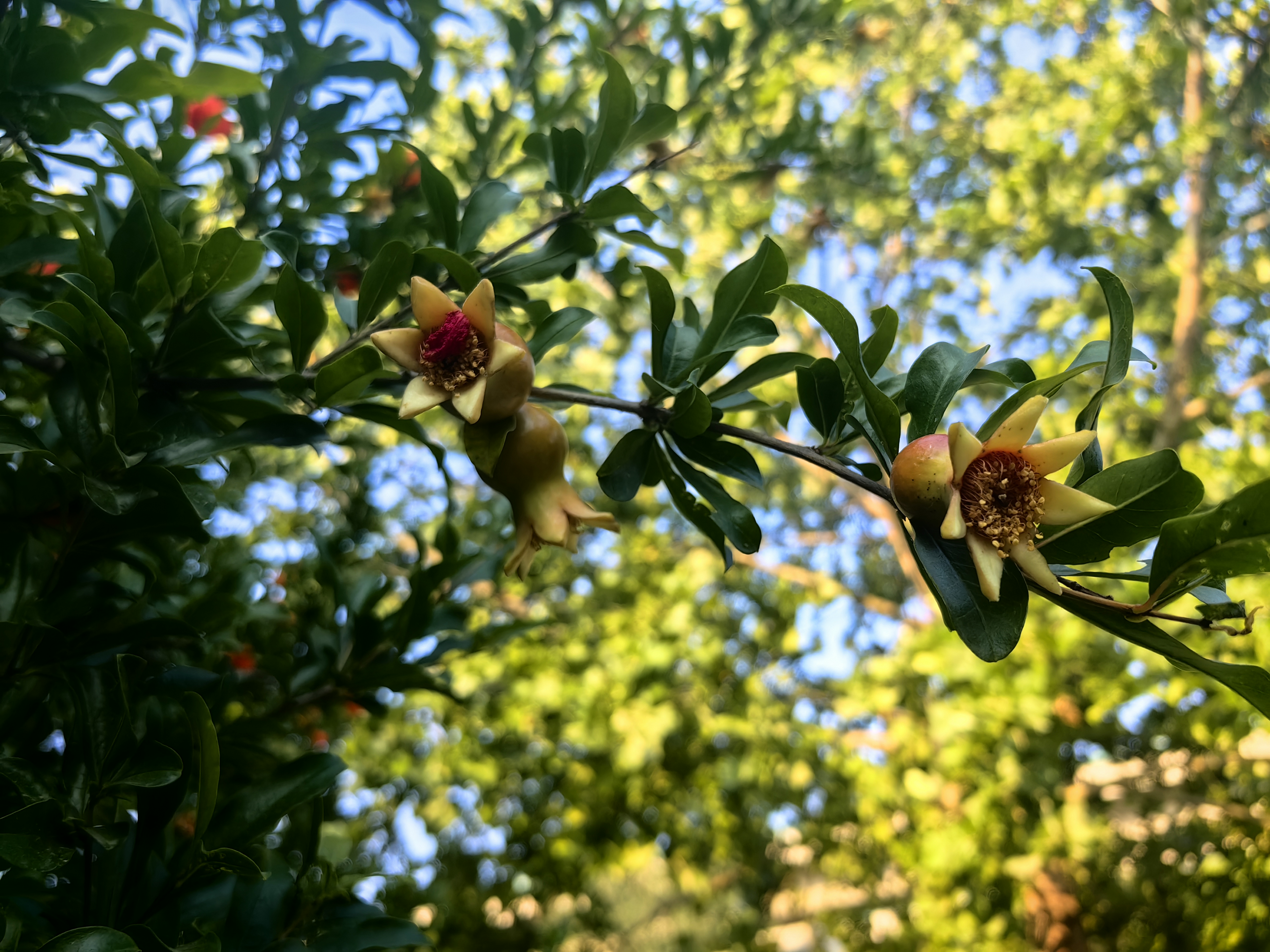 石榴是千屈菜科石榴属落叶灌木或乔木,一般植株高3-5米,少数可达到10