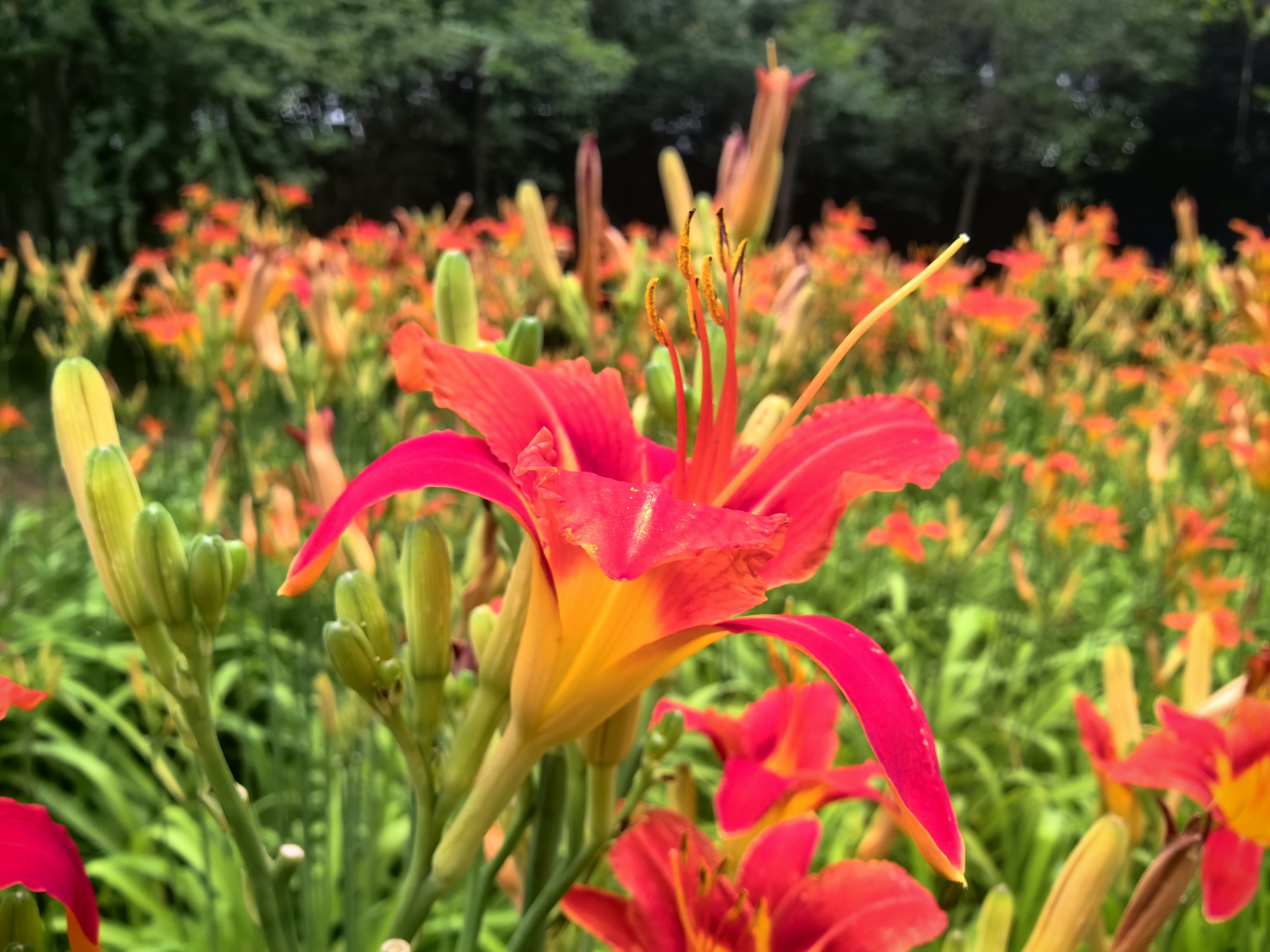 植物识别:萱草又名金针花,忘忧草.