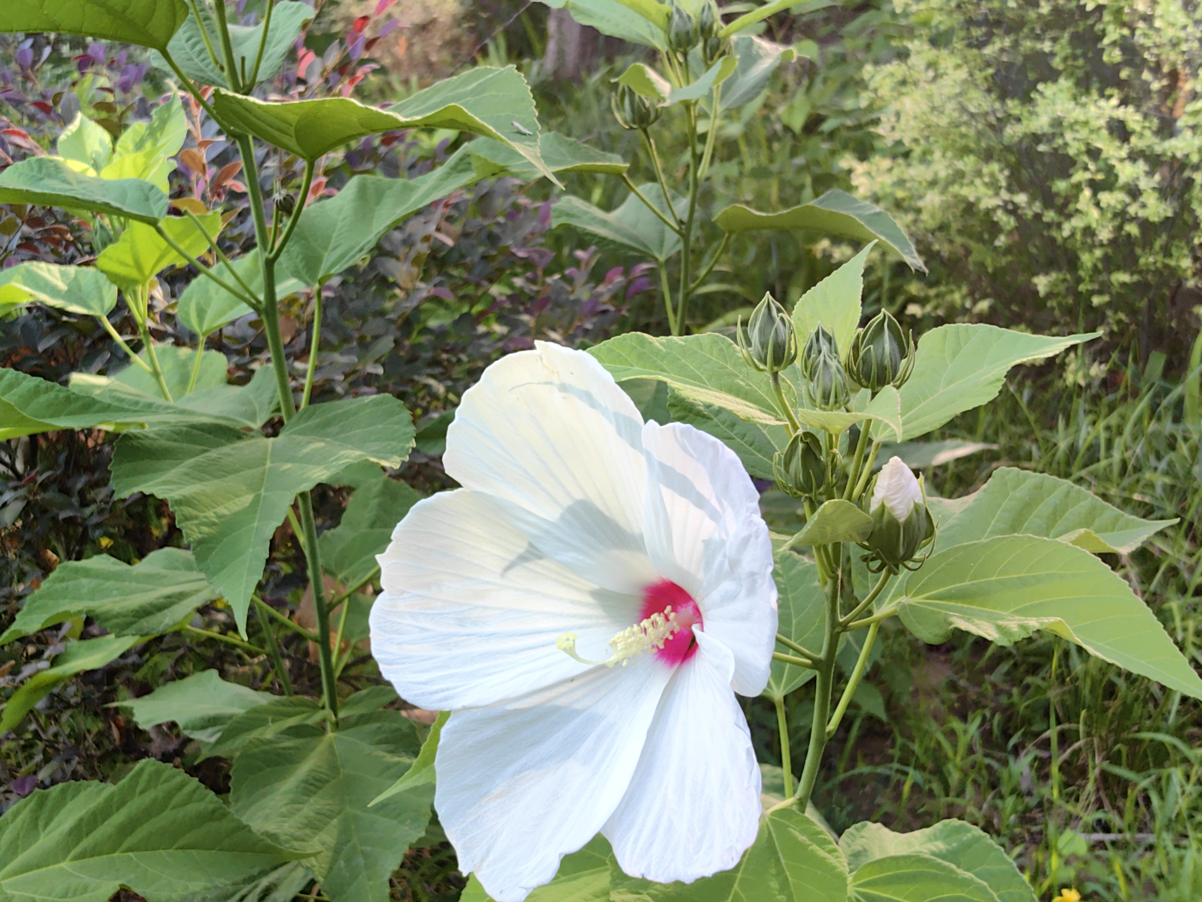 植物科普识别,芙蓉葵是锦葵科木槿属植物,又名草芙蓉,大花秋葵,原产于