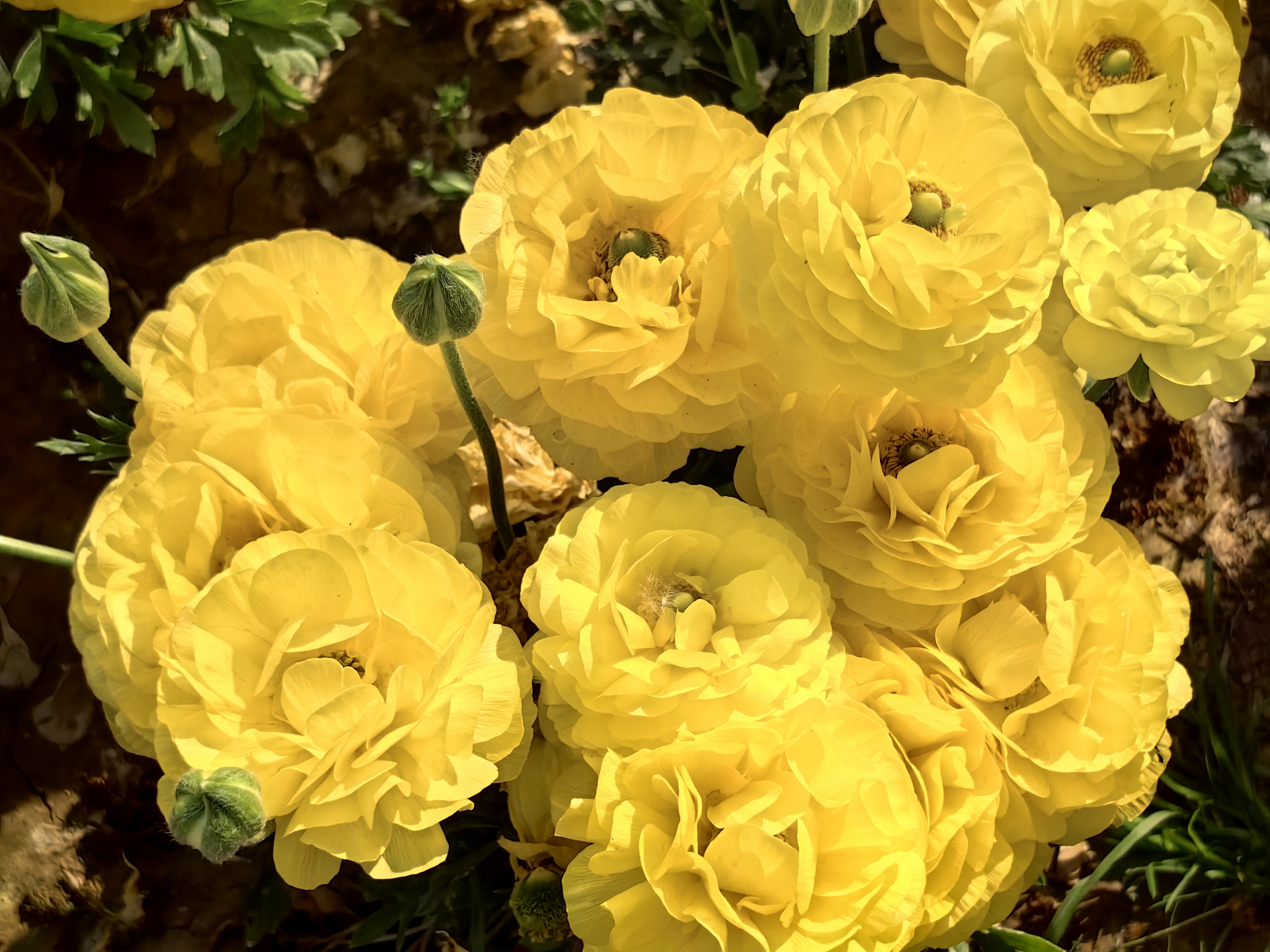 花毛茛原产以土耳其为中心的亚洲西南部和欧洲东南部.#万物清明