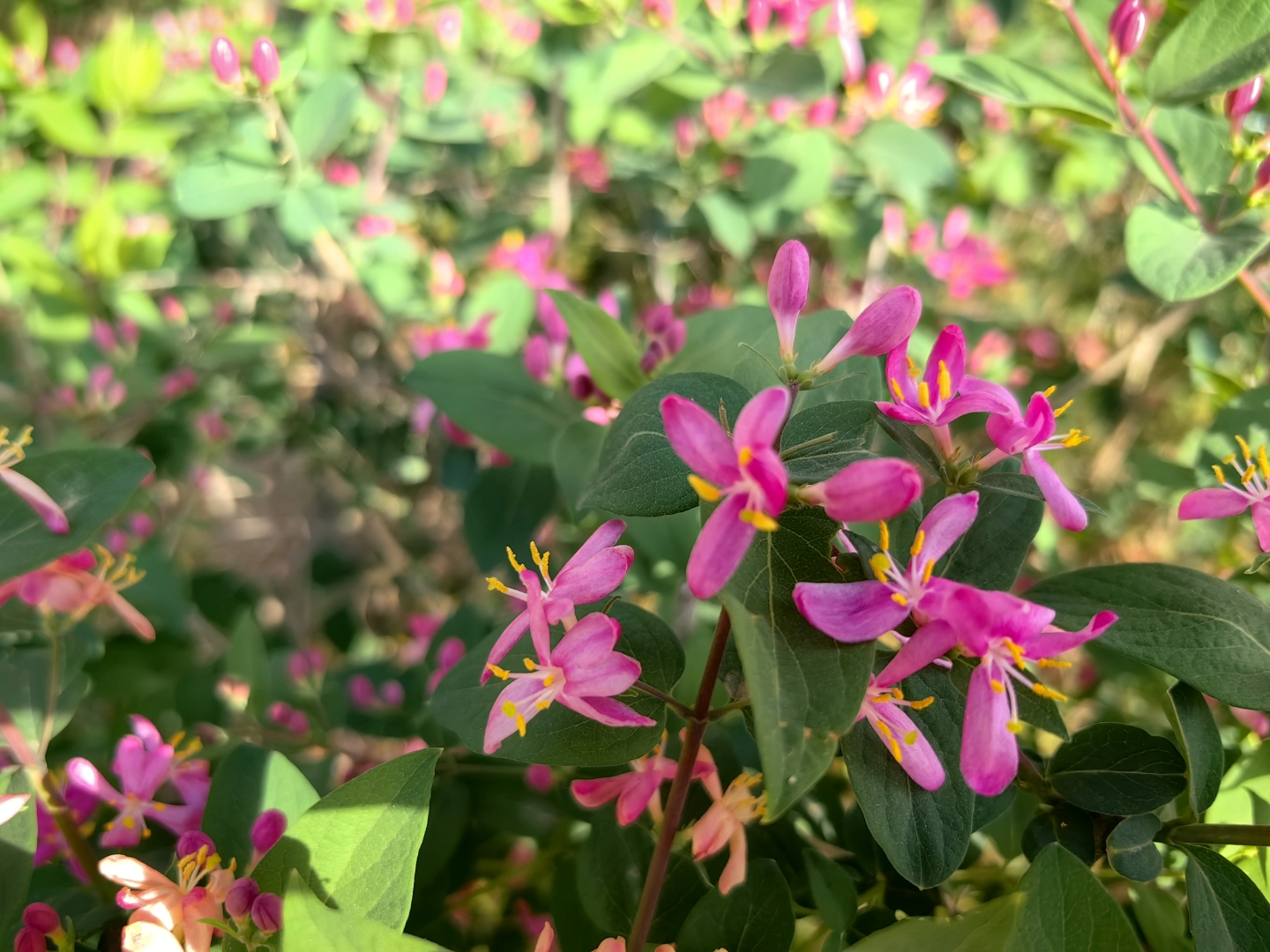 植物科普# 郁香忍冬又名四月红,是忍冬科忍冬属的半常绿或落叶鼓揪