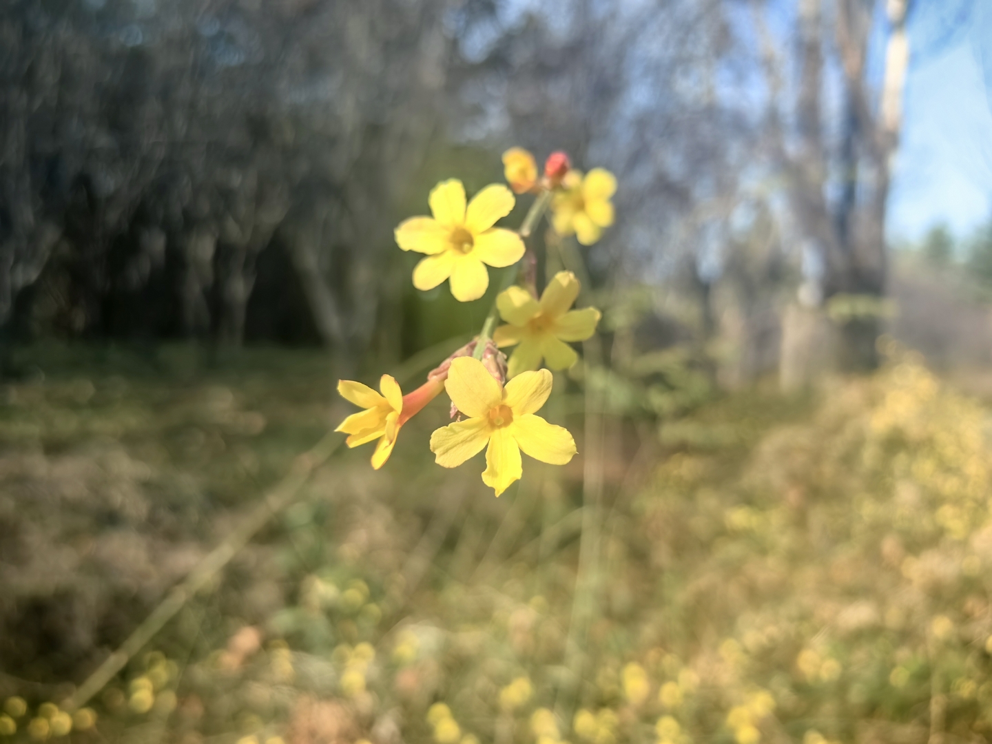 韩琦  覆阑纤弱绿条长,带雪冲寒折嫩黄