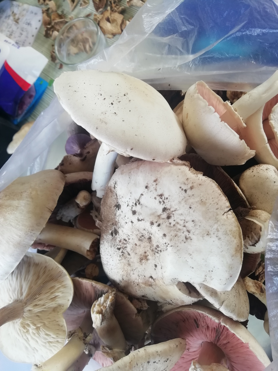 这种蘑菇96打雷之后,来几场雨,出来的很快,所以我们这边叫它也有个