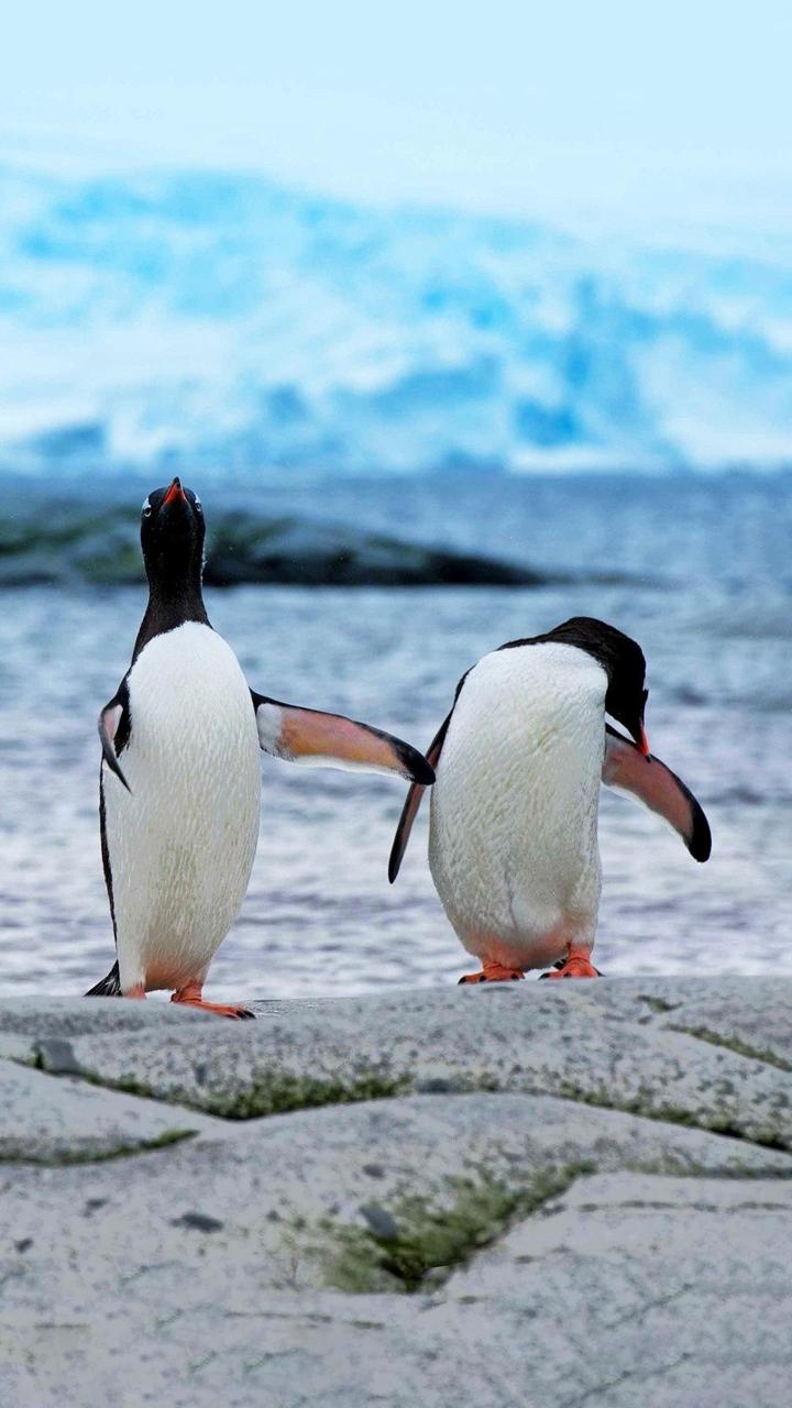 两只超级可爱的小企鹅站在岩石上,它们面对着蓝色的大海,好像在聊天或