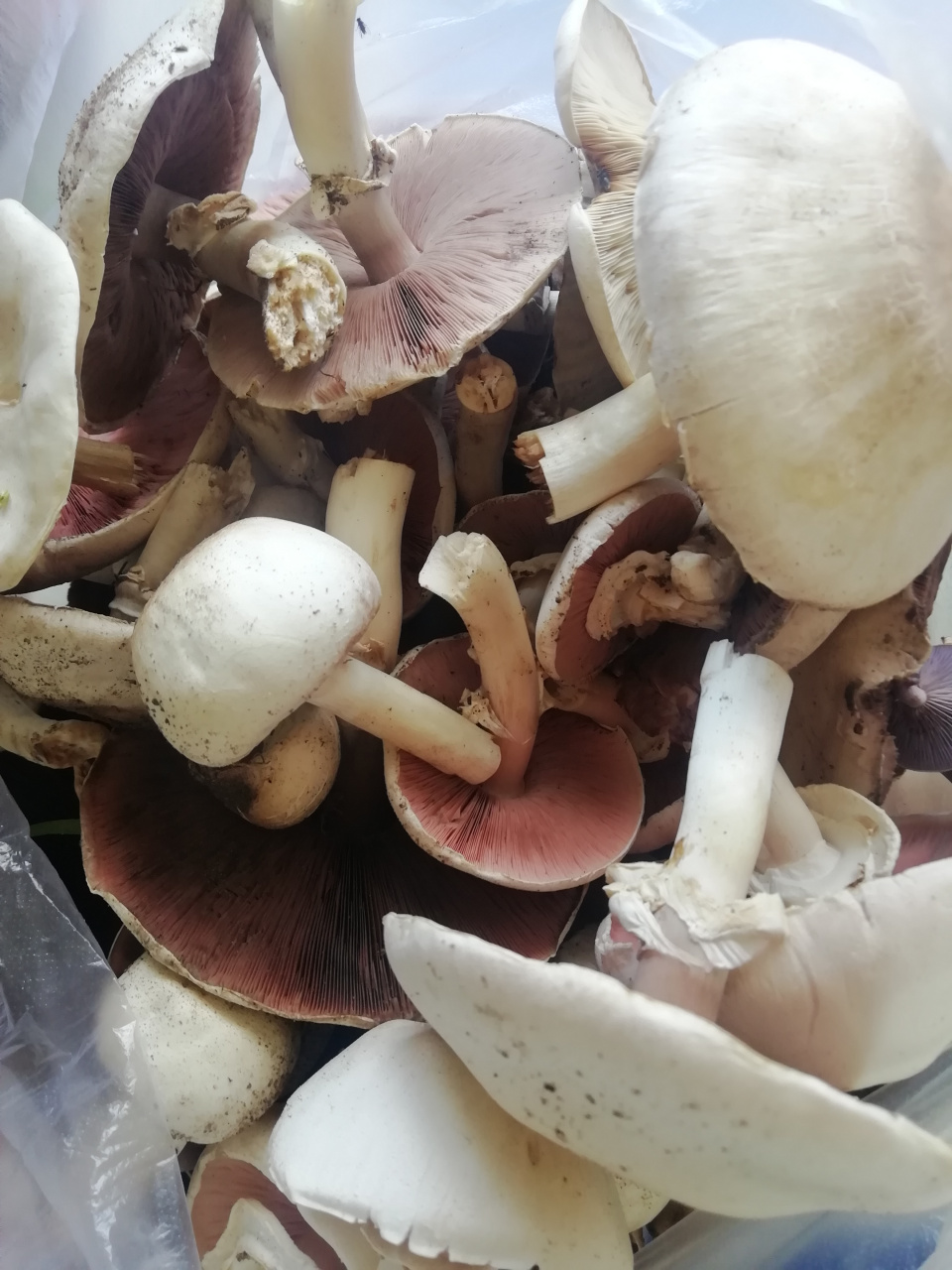 这种蘑菇96打雷之后,来几场雨,出来的很快,所以我们这边叫它也有个