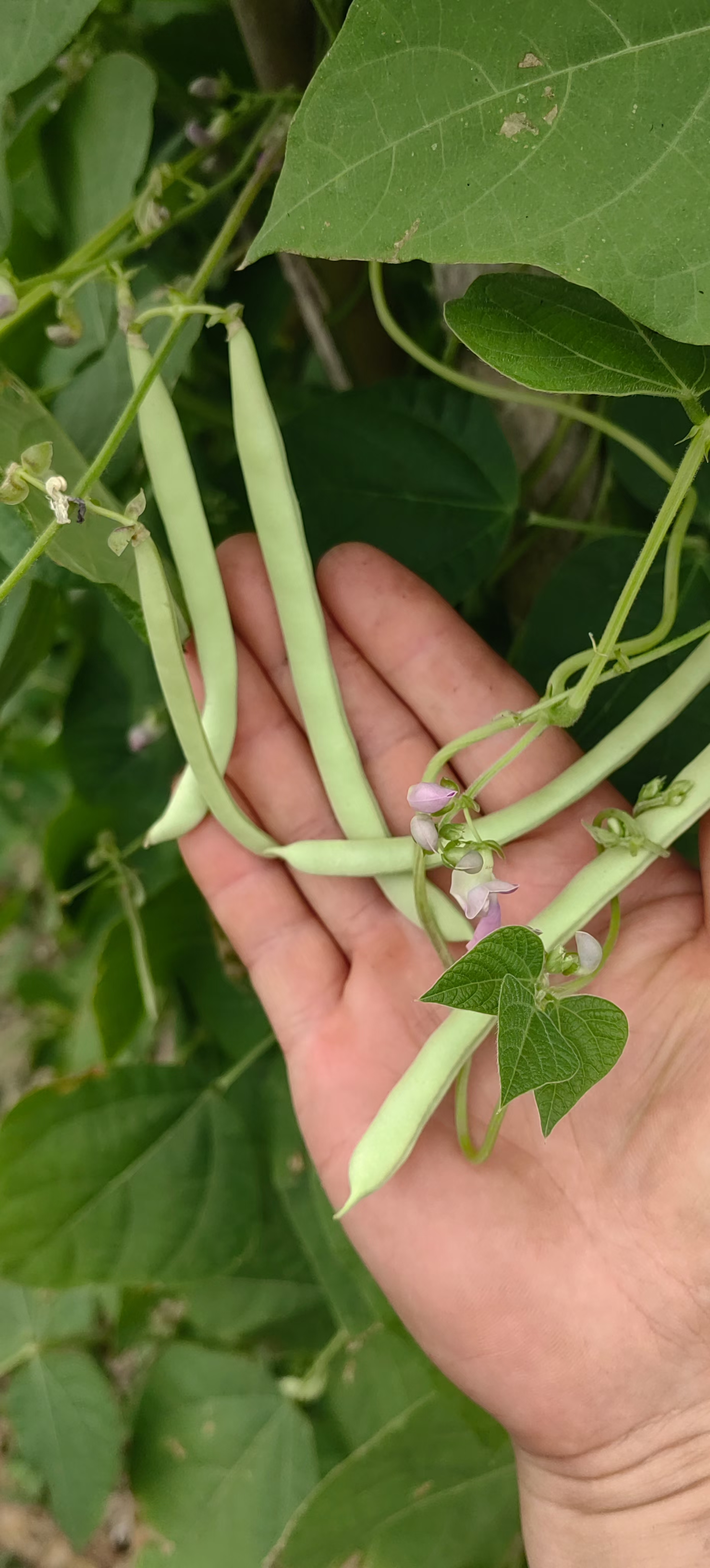 抖音豆荚=抖音豆荚是什么意思,抖音上面的抖加是什么