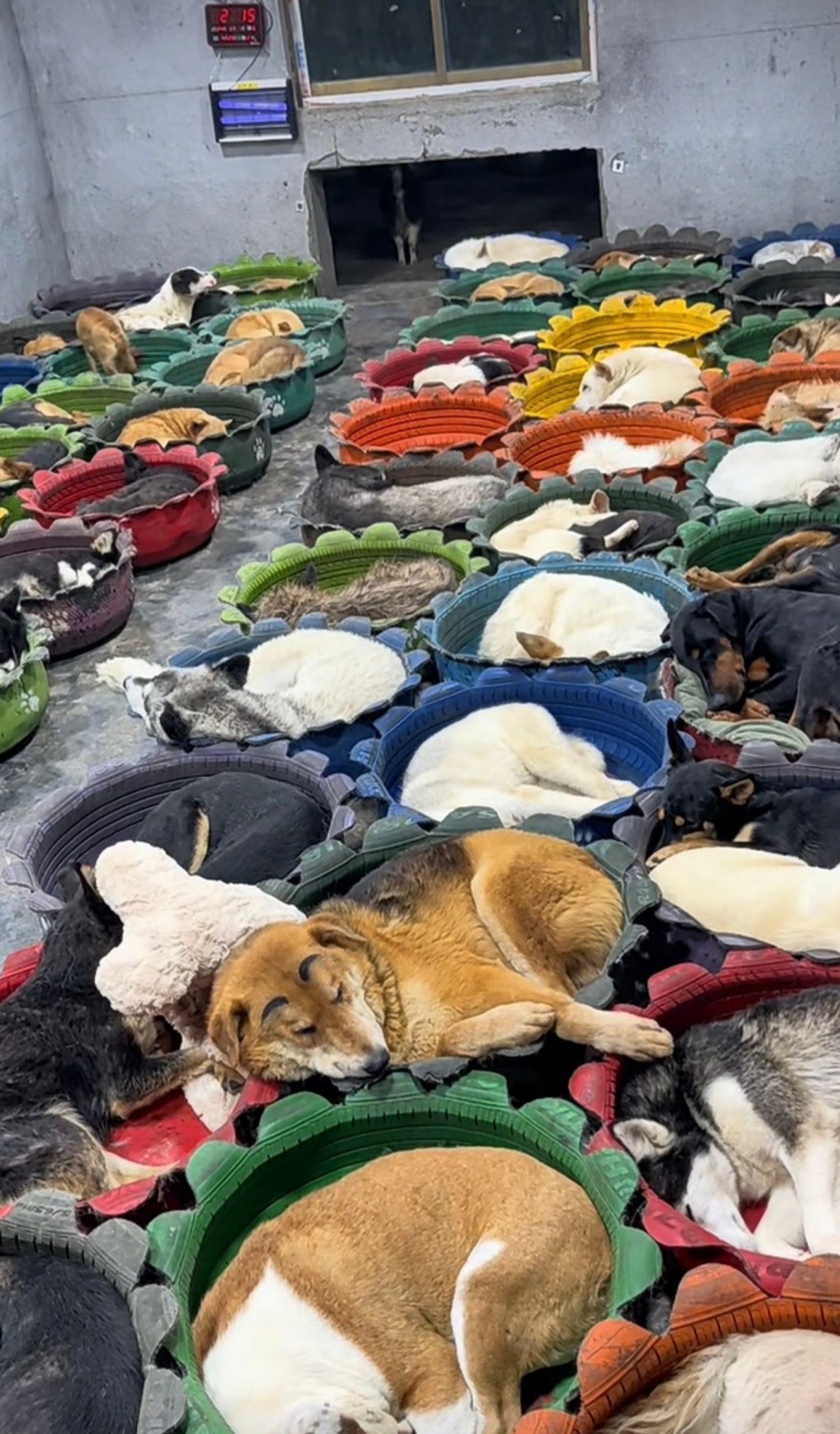 这样的善举,其实各地真应该也成立一个这样的流浪狗收养中心.