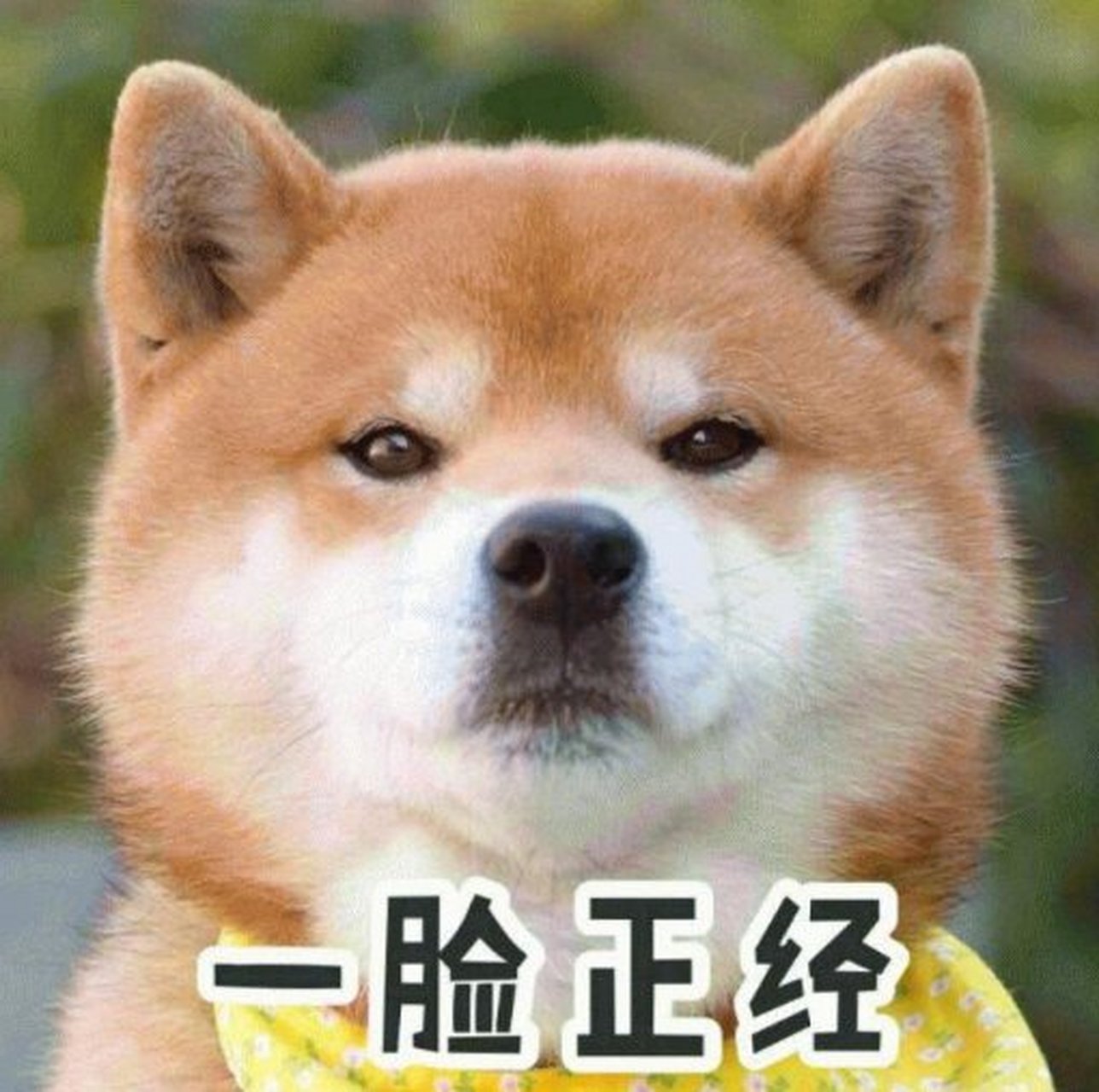 犀鸟公考体验 本来吧,我也不相信这样的机构,耐不住朋友一直让我去试