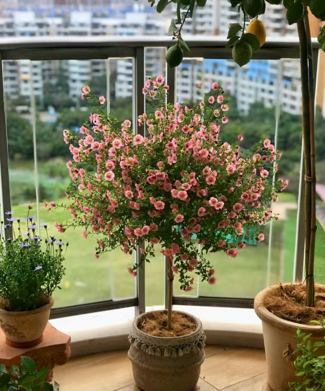 闺蜜家的木槿花棒棒糖美哭了  刚买的时候还是蔫蔫嗒嗒的 现在!